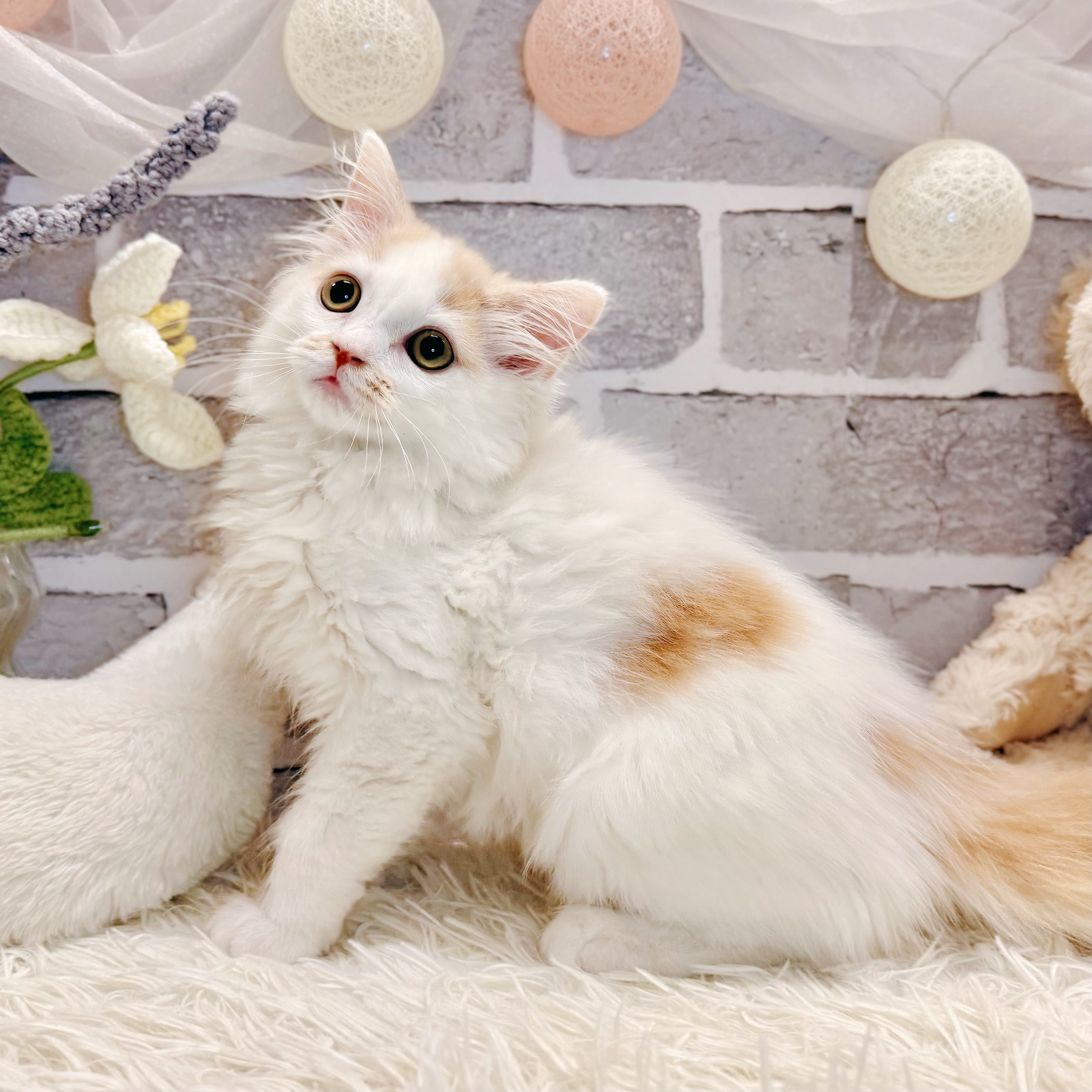 生体画像9