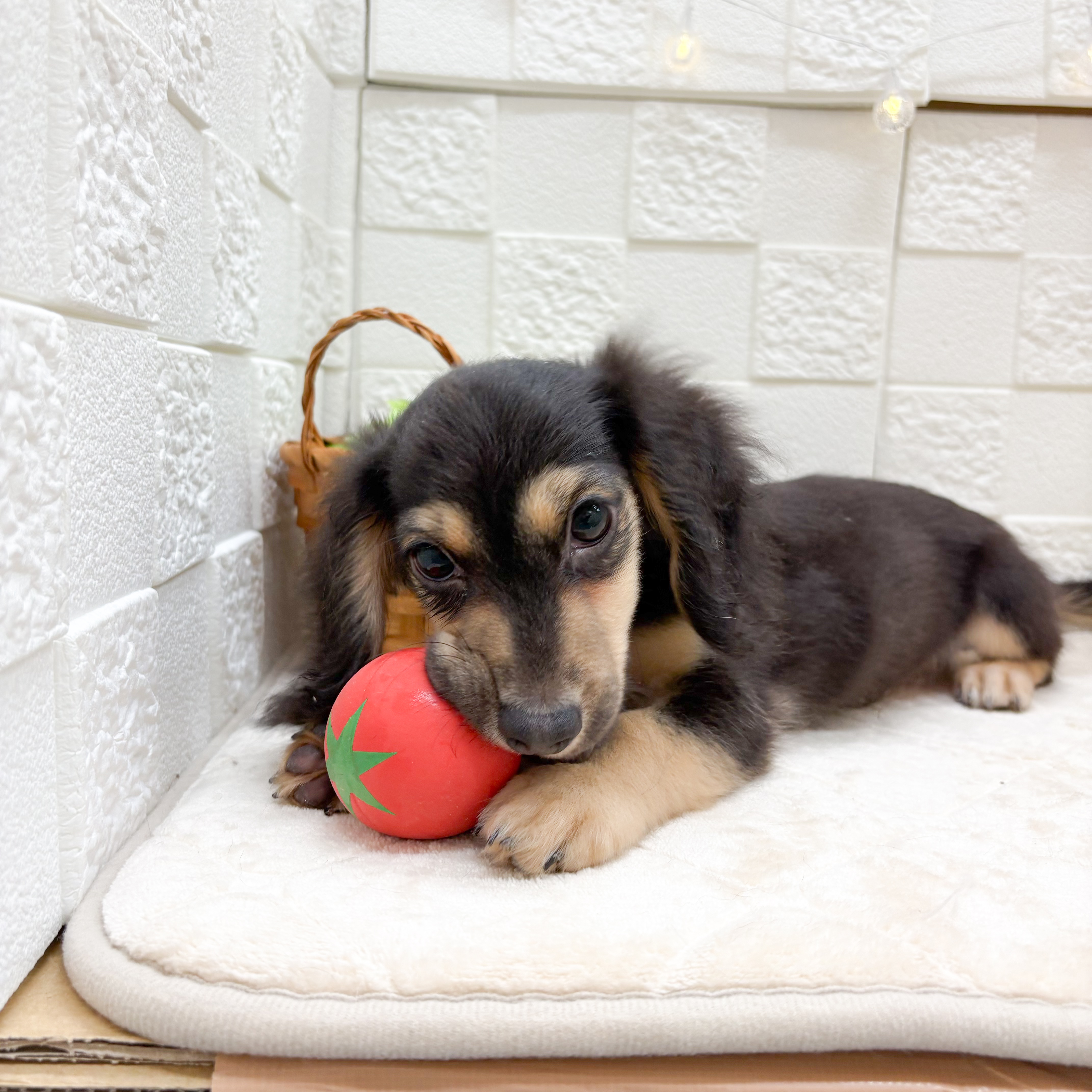 子犬のルーク 12匹一緒に。 5万円以下のミニチュアダックスフンド(ロング)の子犬 11頭掲載中