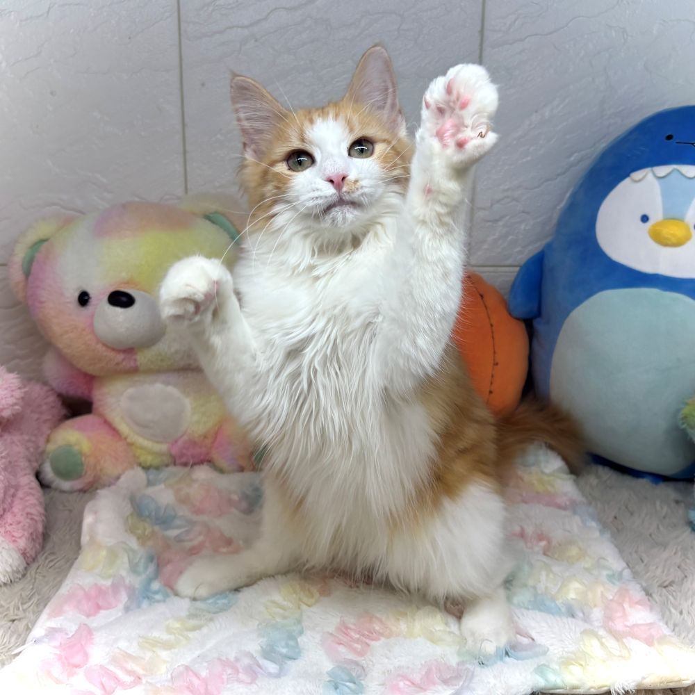 兵庫県のノルウェージャンフォレストキャット (犬の家＆猫の里ゆめタウン姫路店/2026年5月20日生まれ/女の子/レッドタビーホワイト)の子猫の1枚目の画像