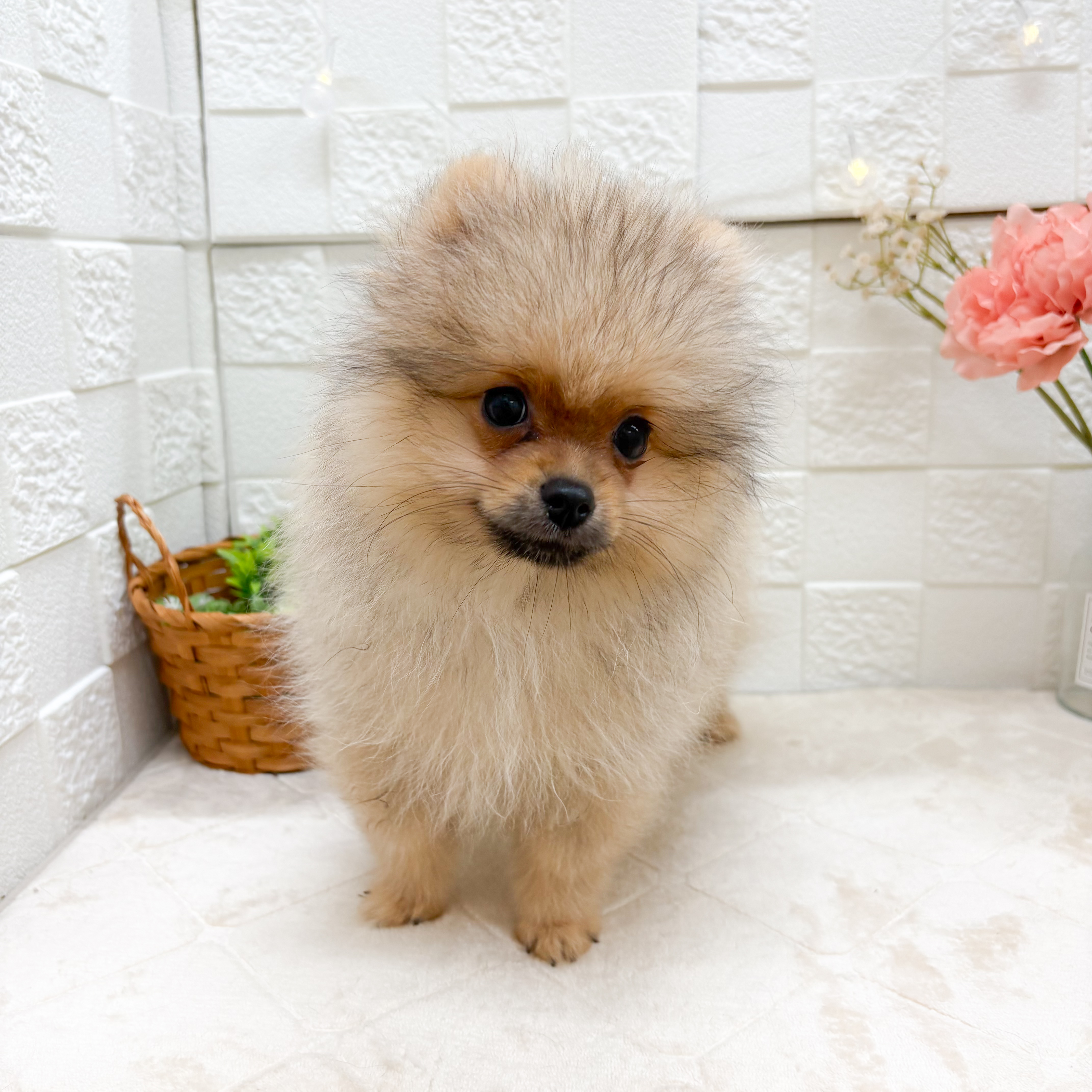 東京都のポメラニアン (犬の家＆猫の里ペットフォレスト小平店/2026年5月26日生まれ/男の子/オレンジ)の子犬の1枚目の画像