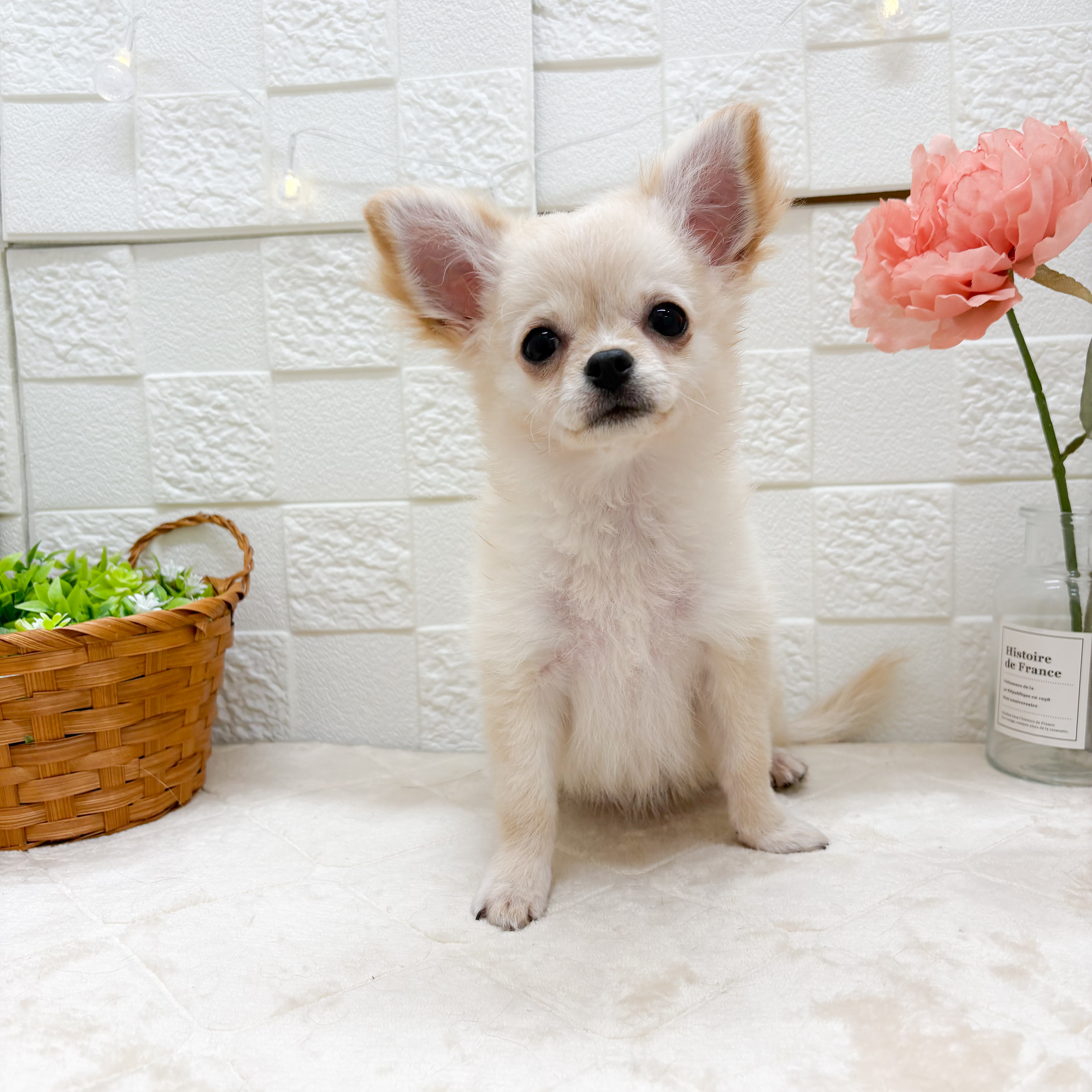 福岡県の10万円以下のチワワ(ロング)の子犬 15頭掲載中|ペットミー