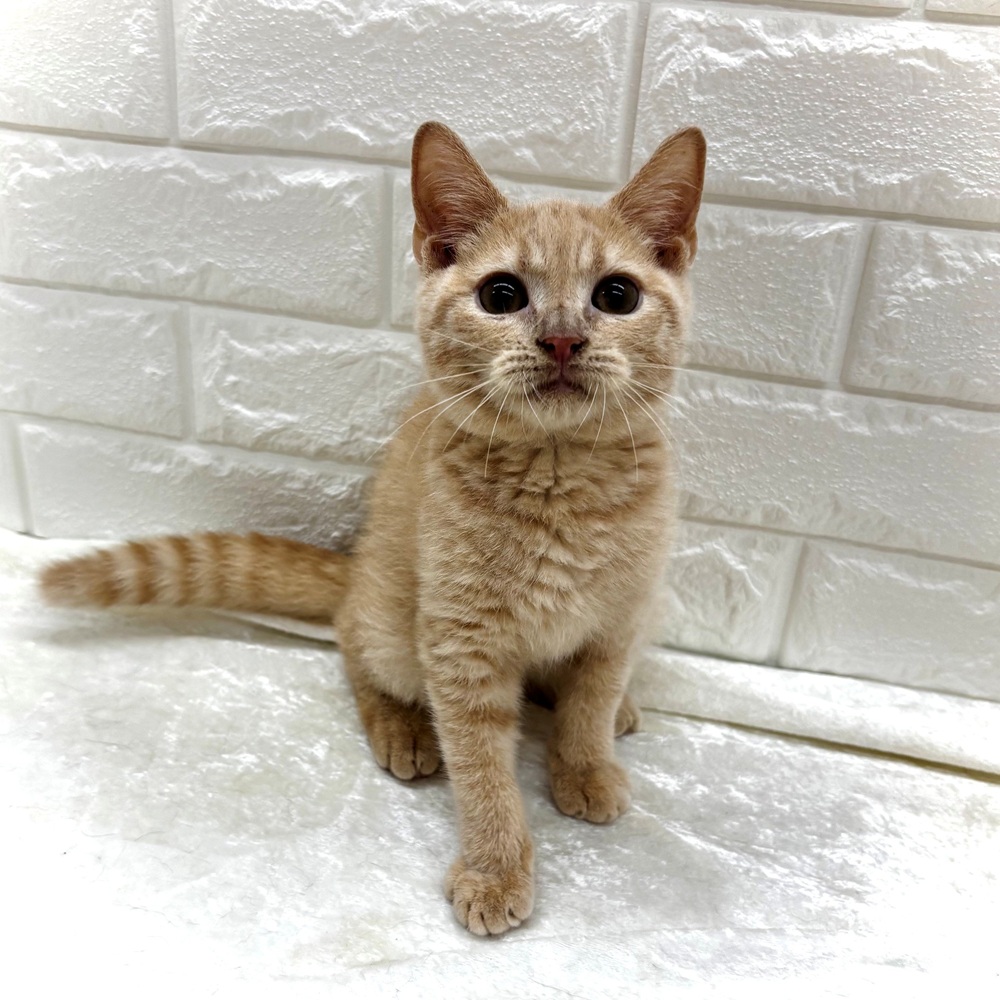 愛知県のブリティッシュショートヘアー (犬の家＆猫の里名古屋天白店/2026年5月23日生まれ/男の子/クリームタビー)の子猫の1枚目の画像