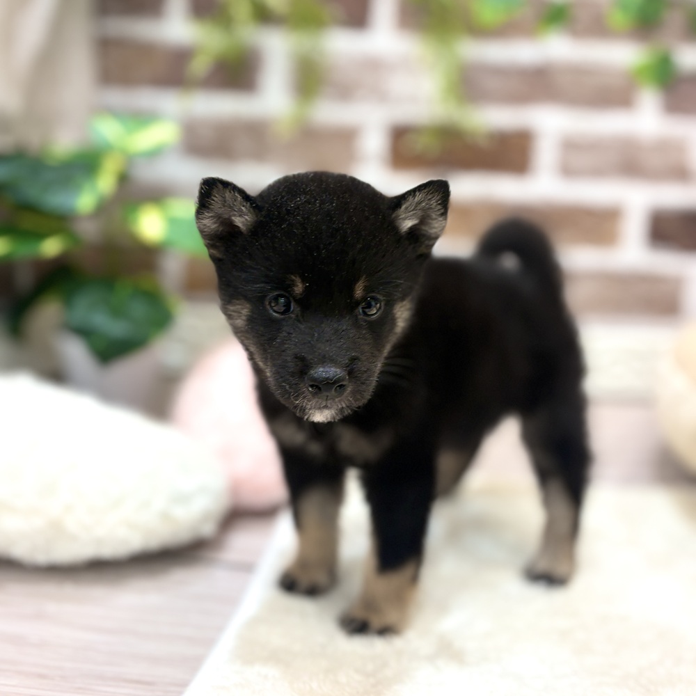 柴犬男の子の写真