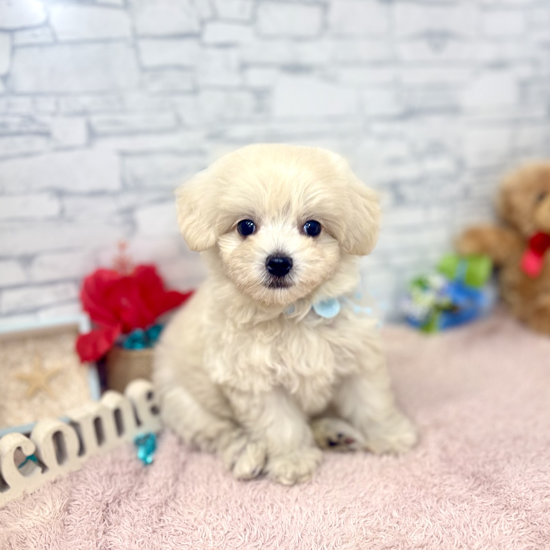 ハーフ犬女の子の写真
