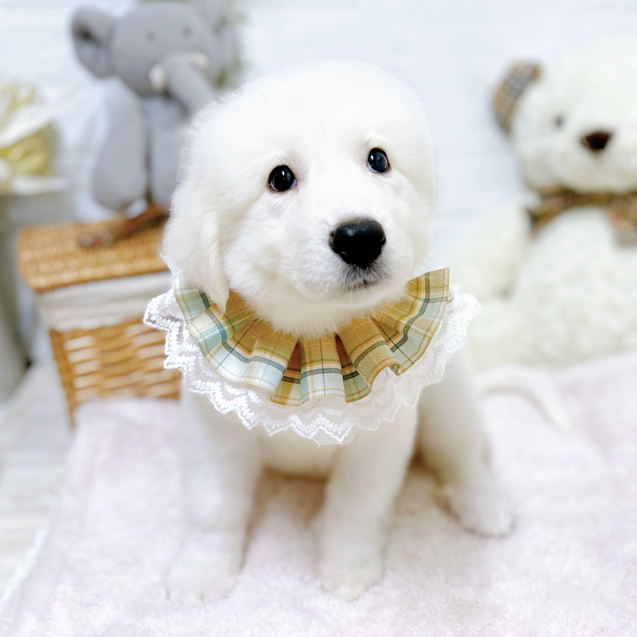 生体画像９