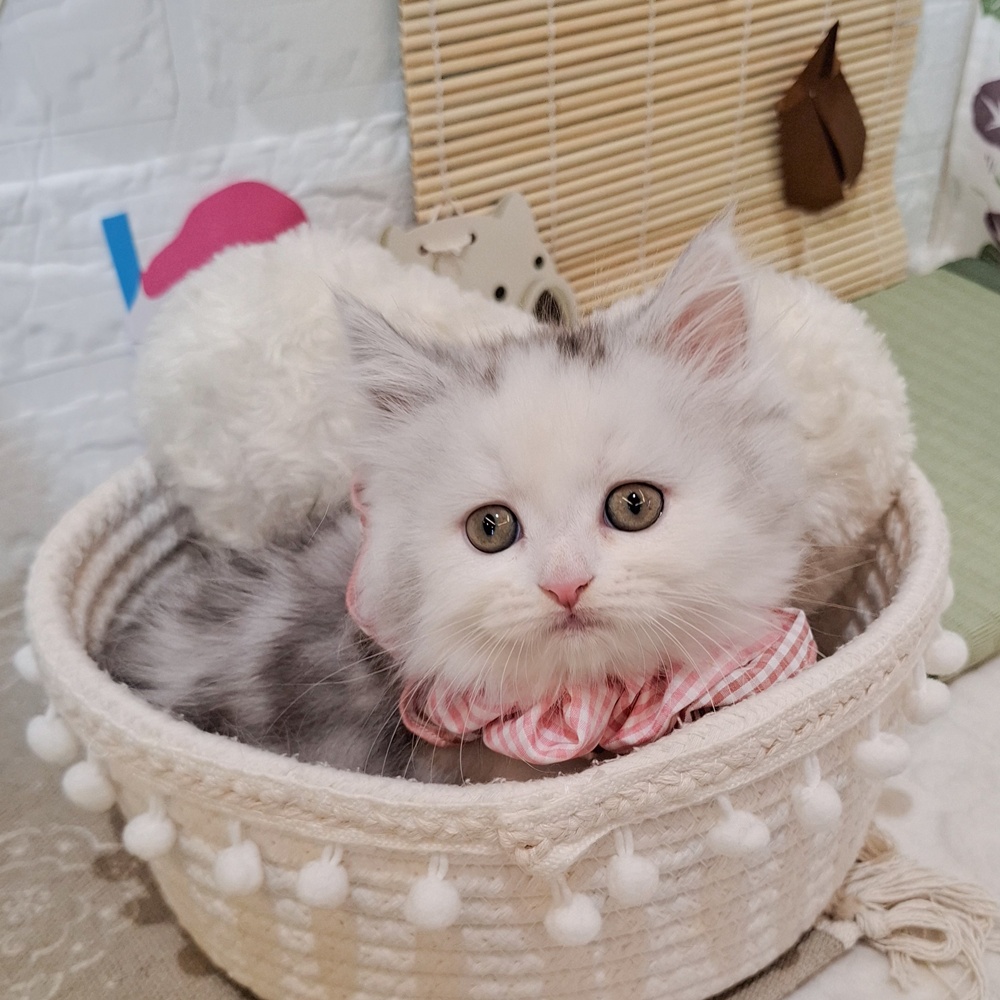 生体画像9