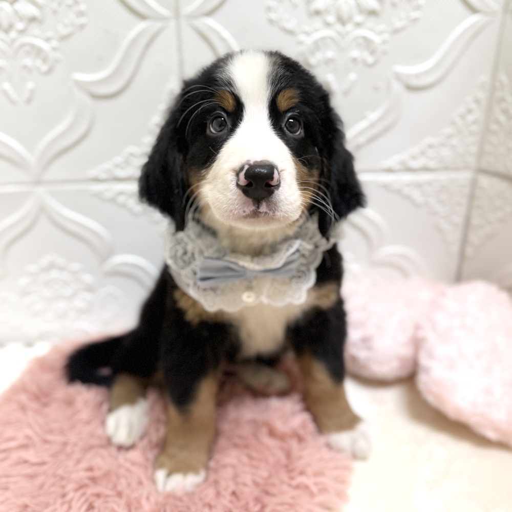 愛知県のバーニーズマウンテンドッグ (犬の家＆猫の里岡崎店/2026年6月8日生まれ/男の子/ブラックラストホワイト)の子犬の1枚目の画像