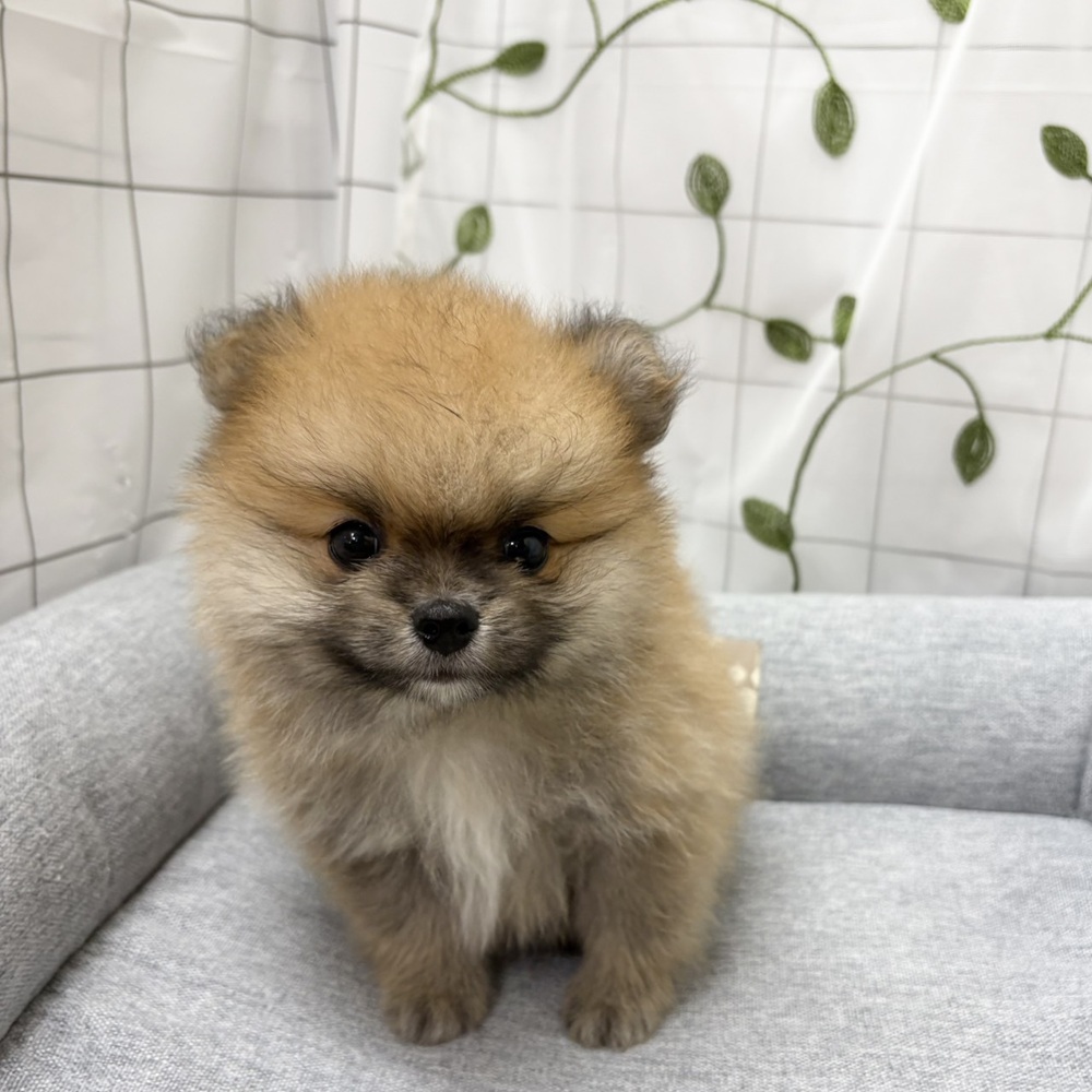 長野県のポメラニアン (犬の家＆猫の里塩尻店/2026年6月6日生まれ/男の子/オレンジ)の子犬の1枚目の画像