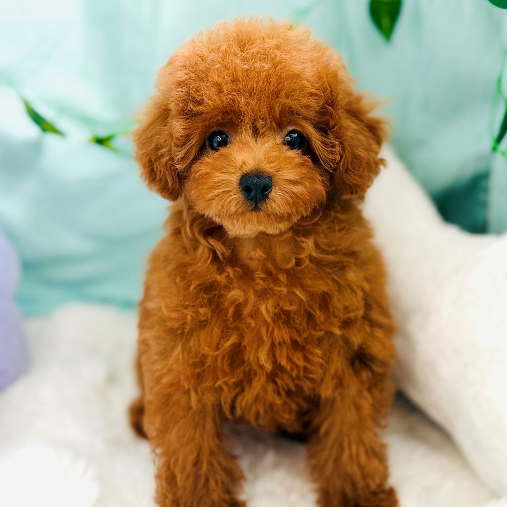 愛知県のトイプードル(トイ) (犬の家＆猫の里愛知刈谷店/2026年6月10日生まれ/男の子/レッドフォーン)の子犬の1枚目の画像