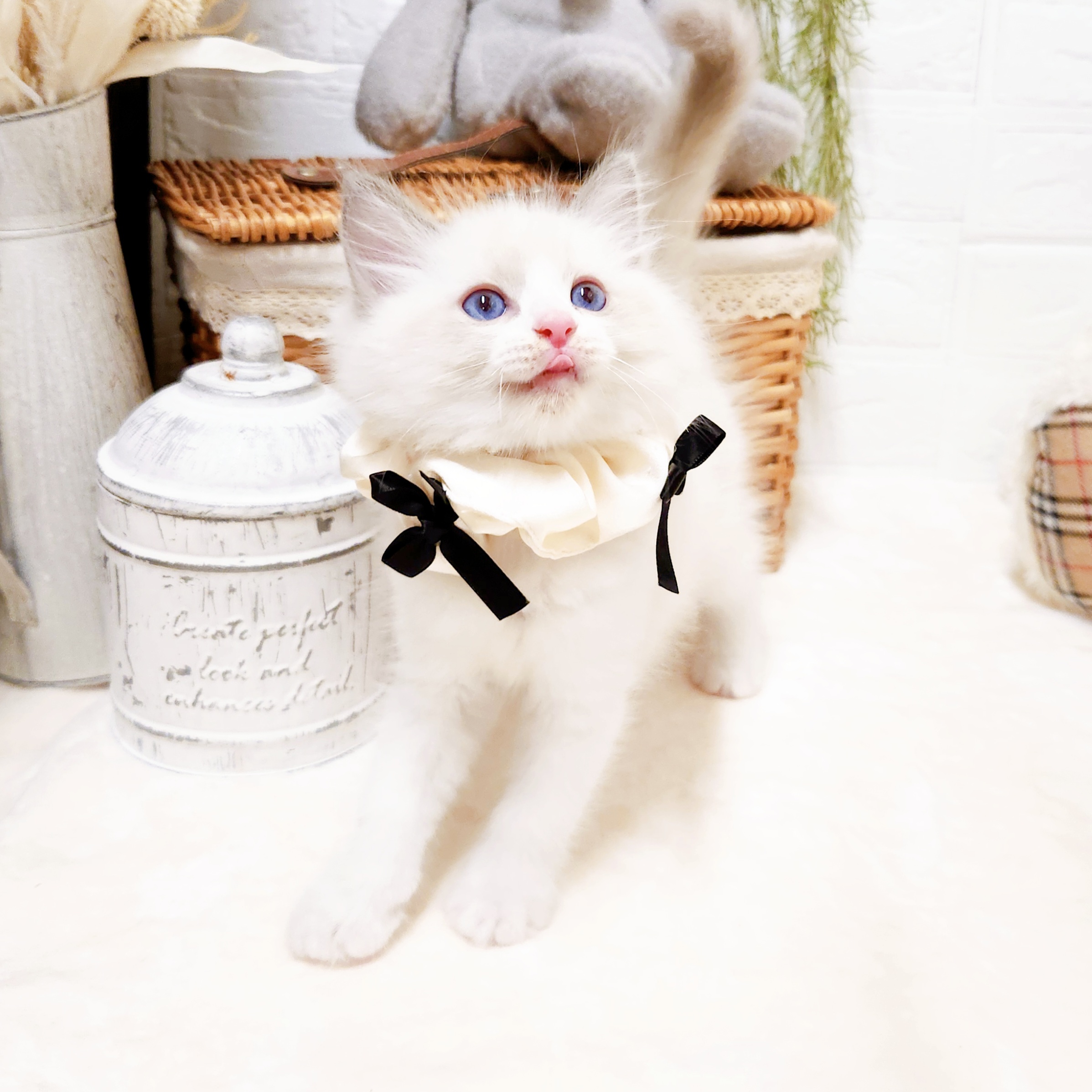 生体画像９