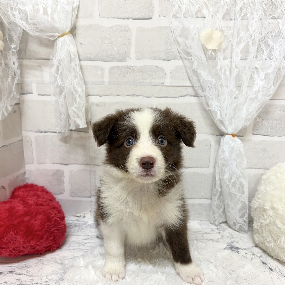 京都府のボーダーコリー (犬の家＆猫の里京都精華店/2026年6月14日生まれ/女の子/チョコレートホワイト)の子犬の1枚目の画像