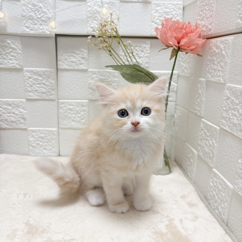 東京都のマンチカン (犬の家＆猫の里ペットフォレスト小平店/2026年6月14日生まれ/女の子/レッドタビー)の子猫の1枚目の画像