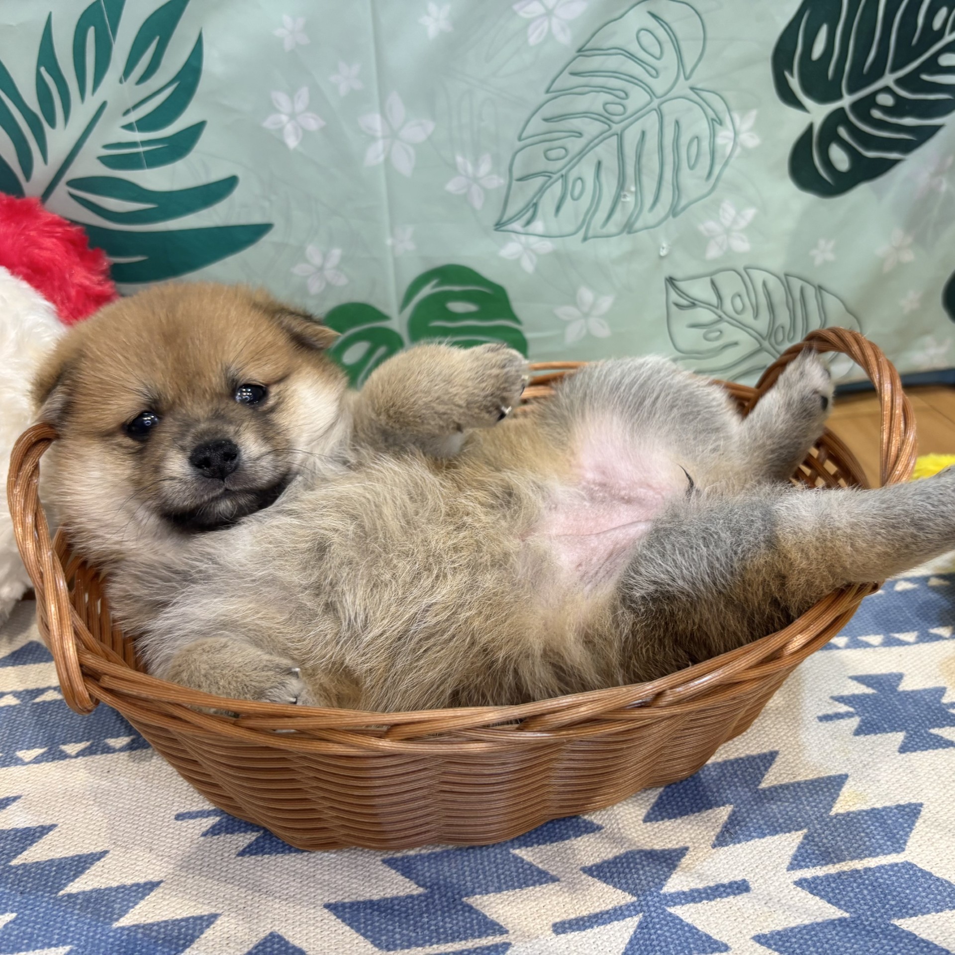 長野県のポメ柴/豆ポメ/ポメ豆柴(ポメラニアン×柴犬) (犬の家＆猫の里カインズ梓川店/2026年6月16日生まれ/女の子/赤)の子犬の1枚目の画像