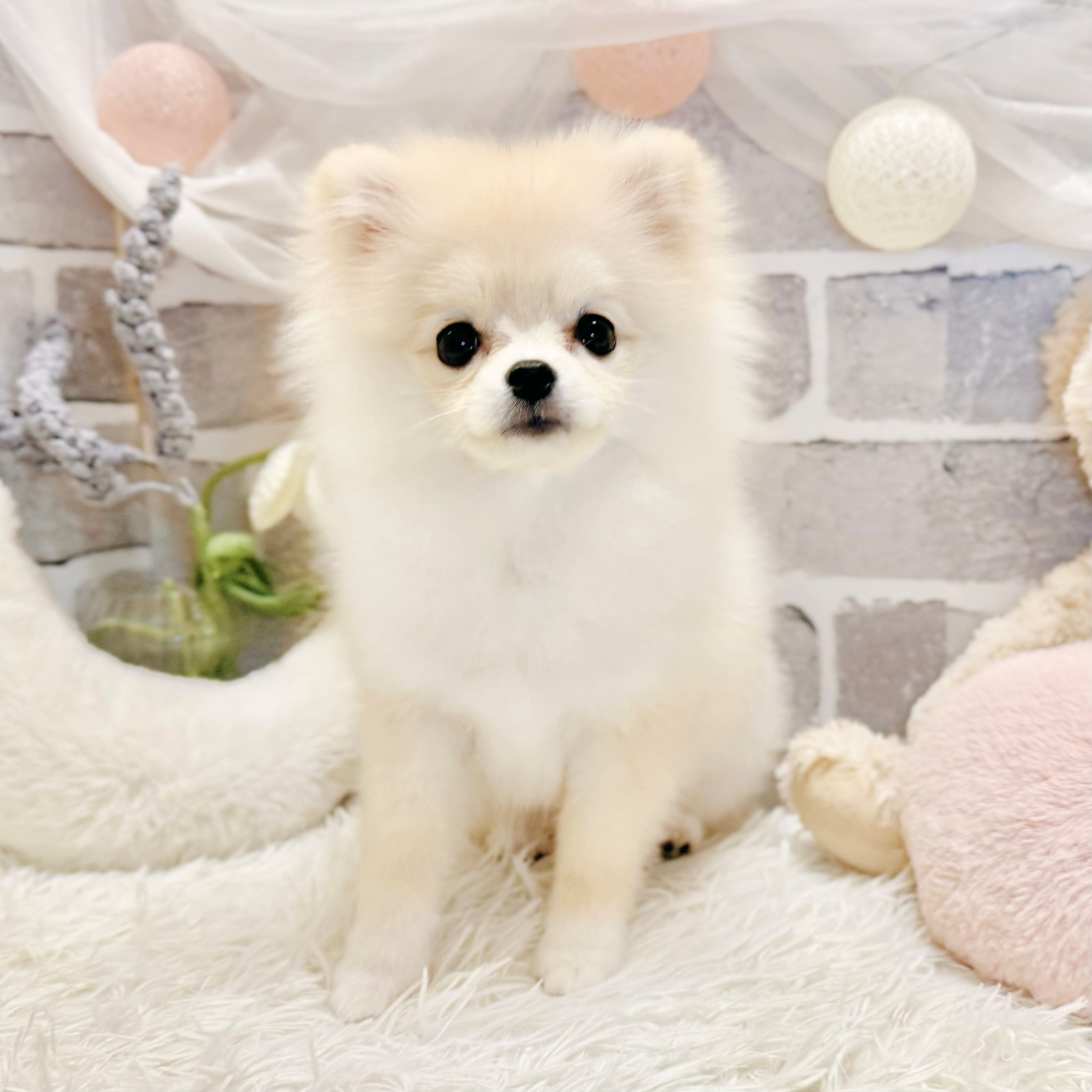 兵庫県のポメラニアン (犬の家＆猫の里神戸店/2026年6月8日生まれ/女の子/クリーム)の子犬の1枚目の画像