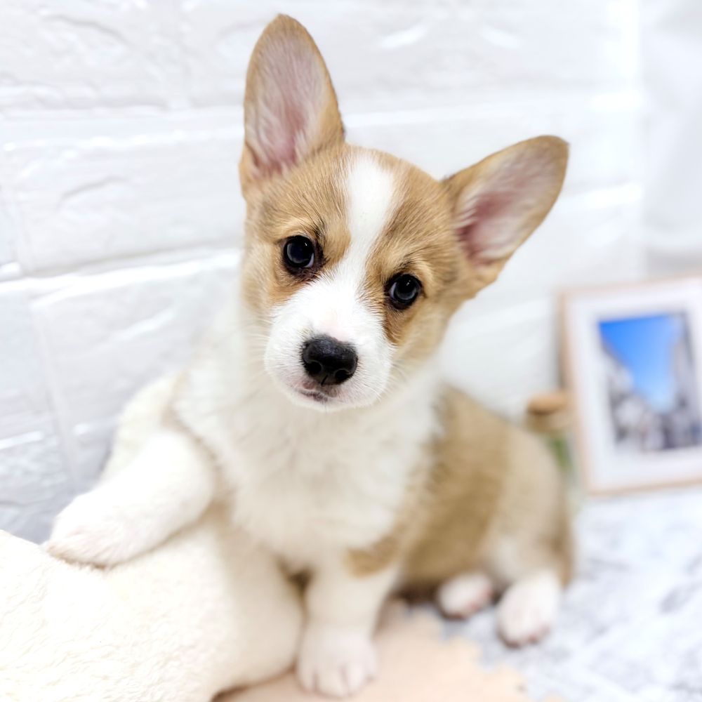 愛知県のウェルシュコーギーペンブローク (犬の家＆猫の里豊田店/2026年6月17日生まれ/女の子/セーブルホワイト)の子犬の1枚目の画像