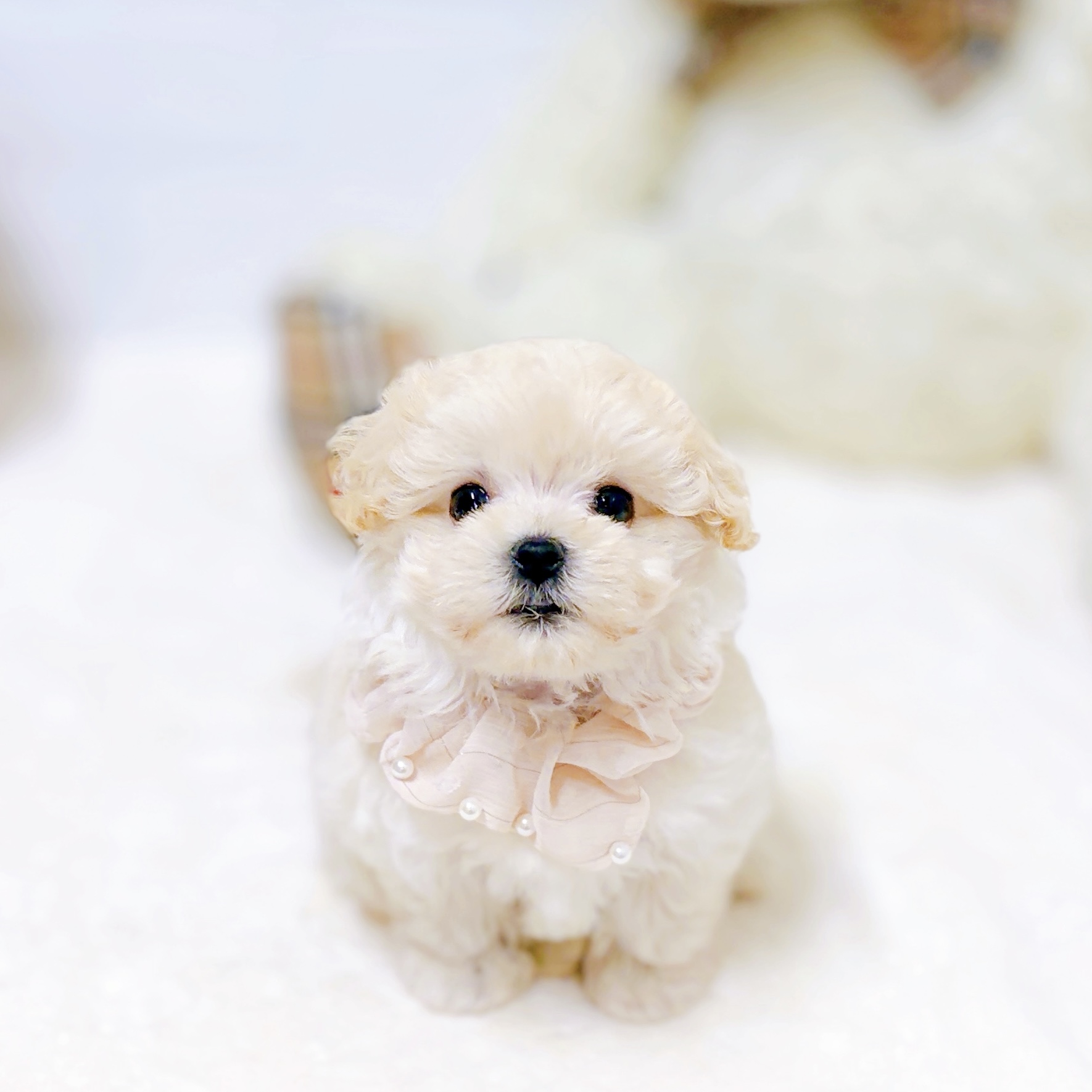 滋賀県のマルプー(マルチーズ×プードル) (犬の家＆猫の里近江八幡店/2026年6月17日生まれ/女の子/クリーム)の子犬の1枚目の画像