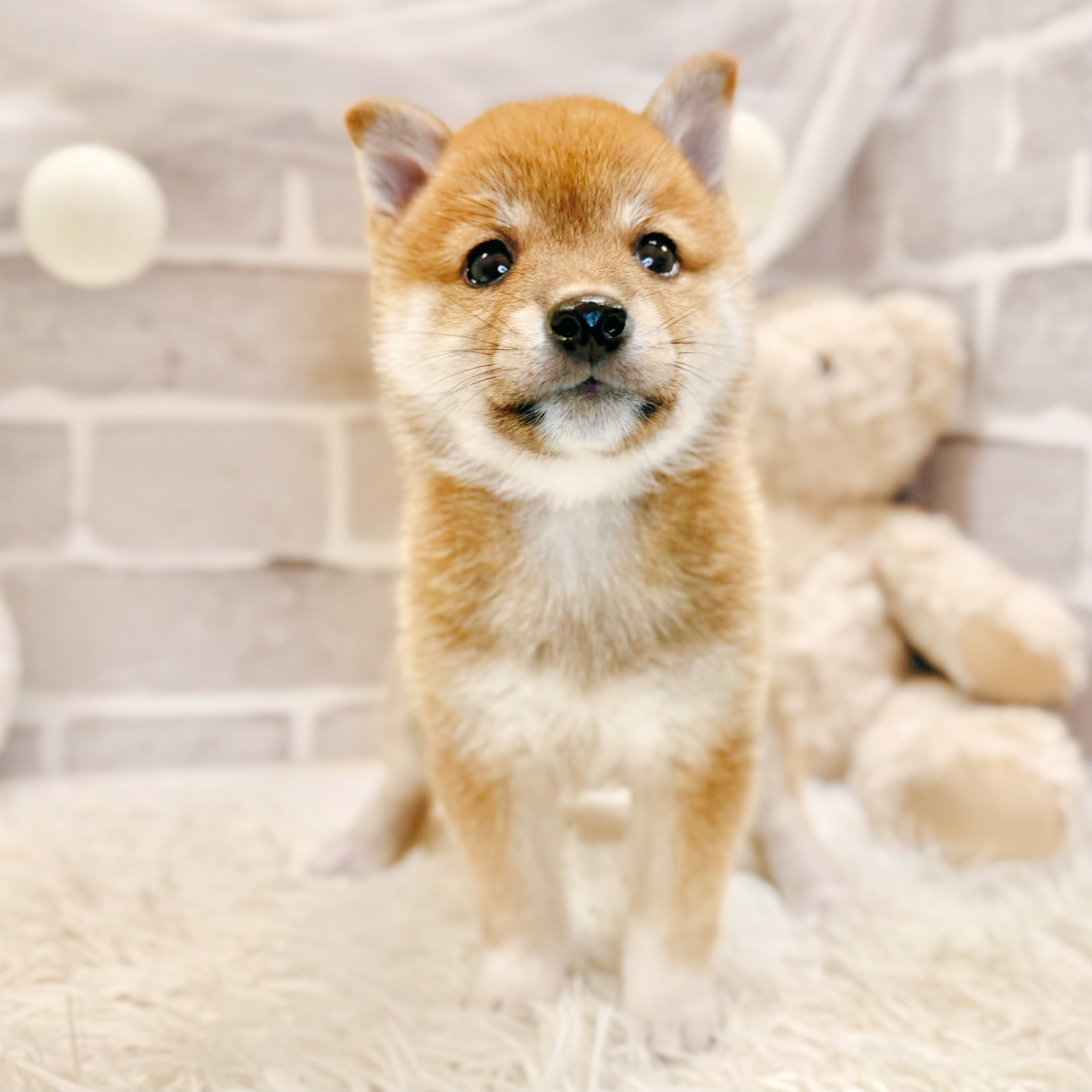 生体画像9