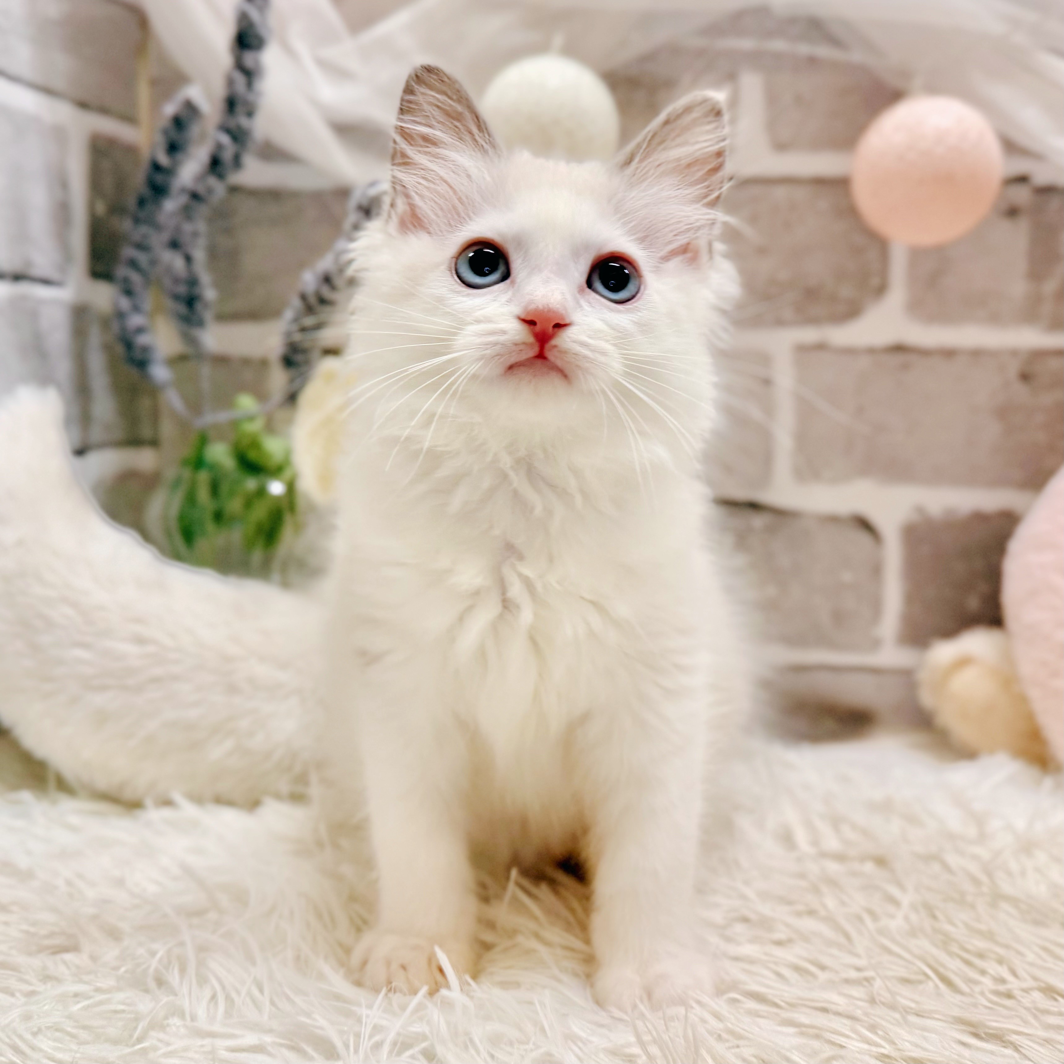 生体画像９