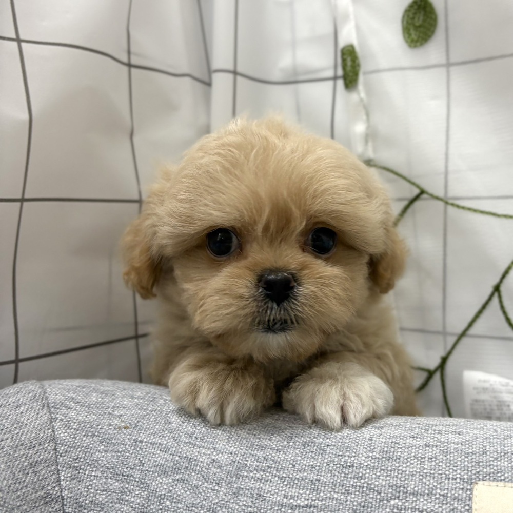 長野県のペキプー(ペキニーズ×プードル) (犬の家＆猫の里塩尻店/2026年6月22日生まれ/男の子/クリーム)の子犬の1枚目の画像
