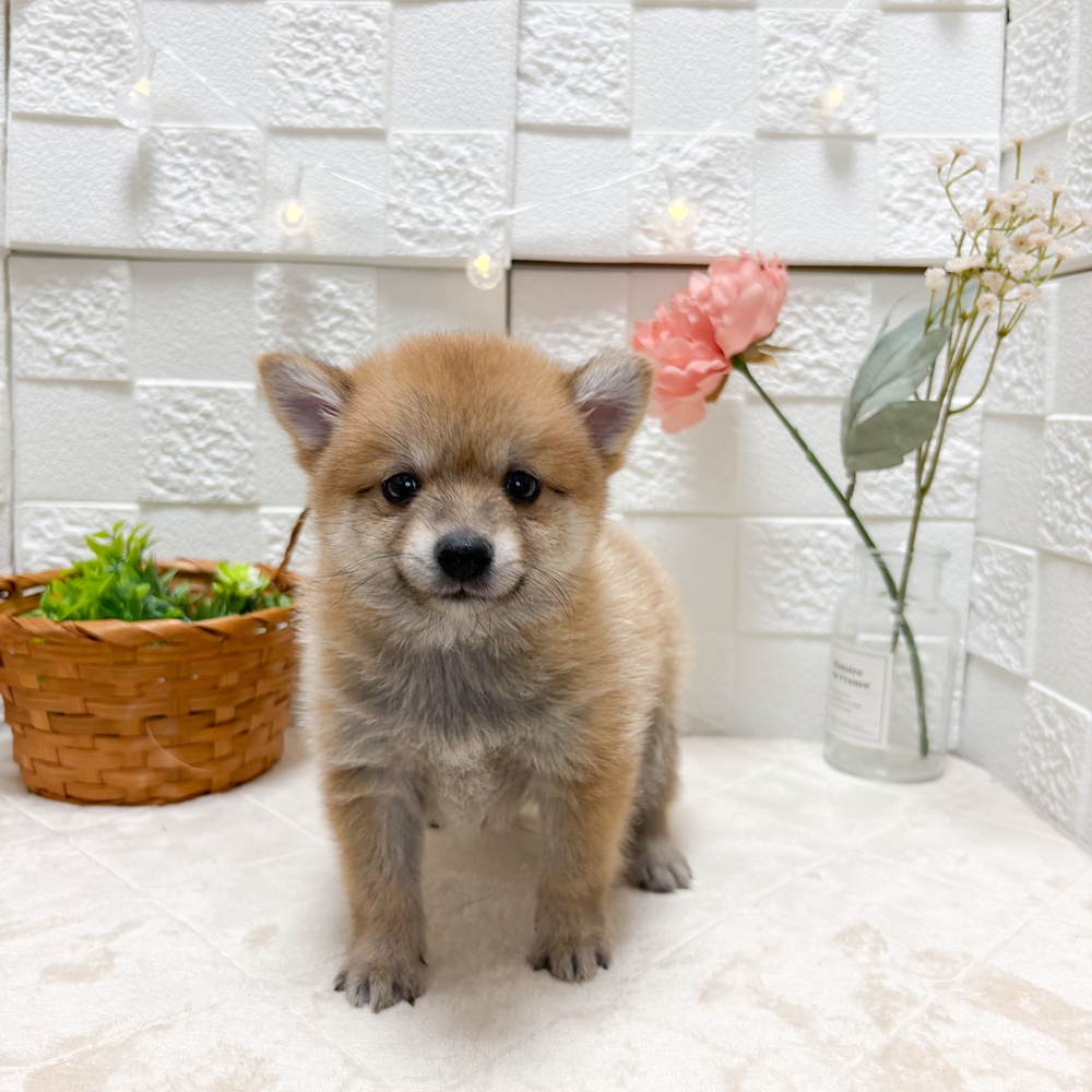 東京都のポメ柴/豆ポメ/ポメ豆柴(ポメラニアン×柴犬) (犬の家＆猫の里ペットフォレスト小平店/2026年6月20日生まれ/男の子/赤)の子犬の1枚目の画像