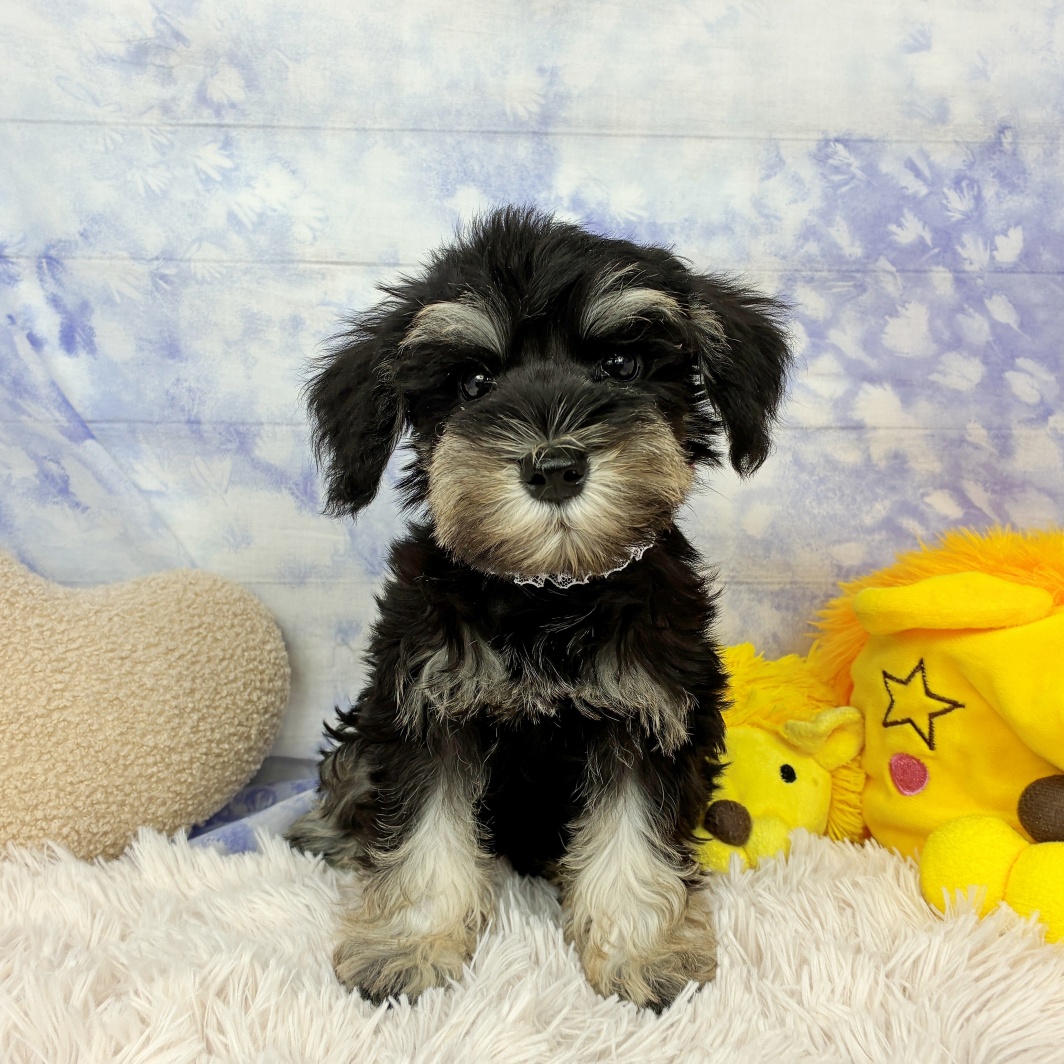 兵庫県のミニチュアシュナウザー (犬の家＆猫の里川西店/2026年6月21日生まれ/女の子/ブラックシルバー)の子犬の1枚目の画像