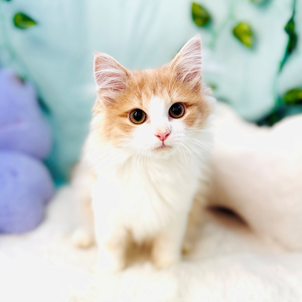 愛知県のノルウェージャンフォレストキャット (犬の家＆猫の里愛知刈谷店/2026年6月23日生まれ/女の子/クリームタビーホワイト)の子猫の1枚目の画像