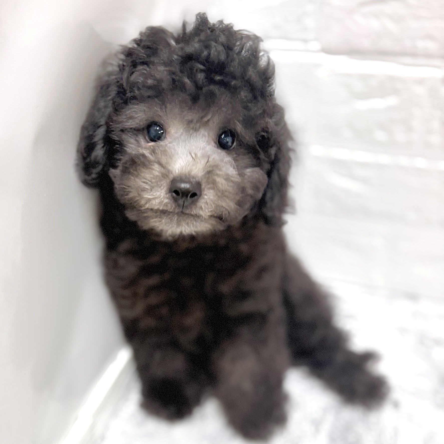 愛知県のトイプードル(トイ) (犬の家＆猫の里豊田店/2026年6月28日生まれ/男の子/シルバー)の子犬の1枚目の画像