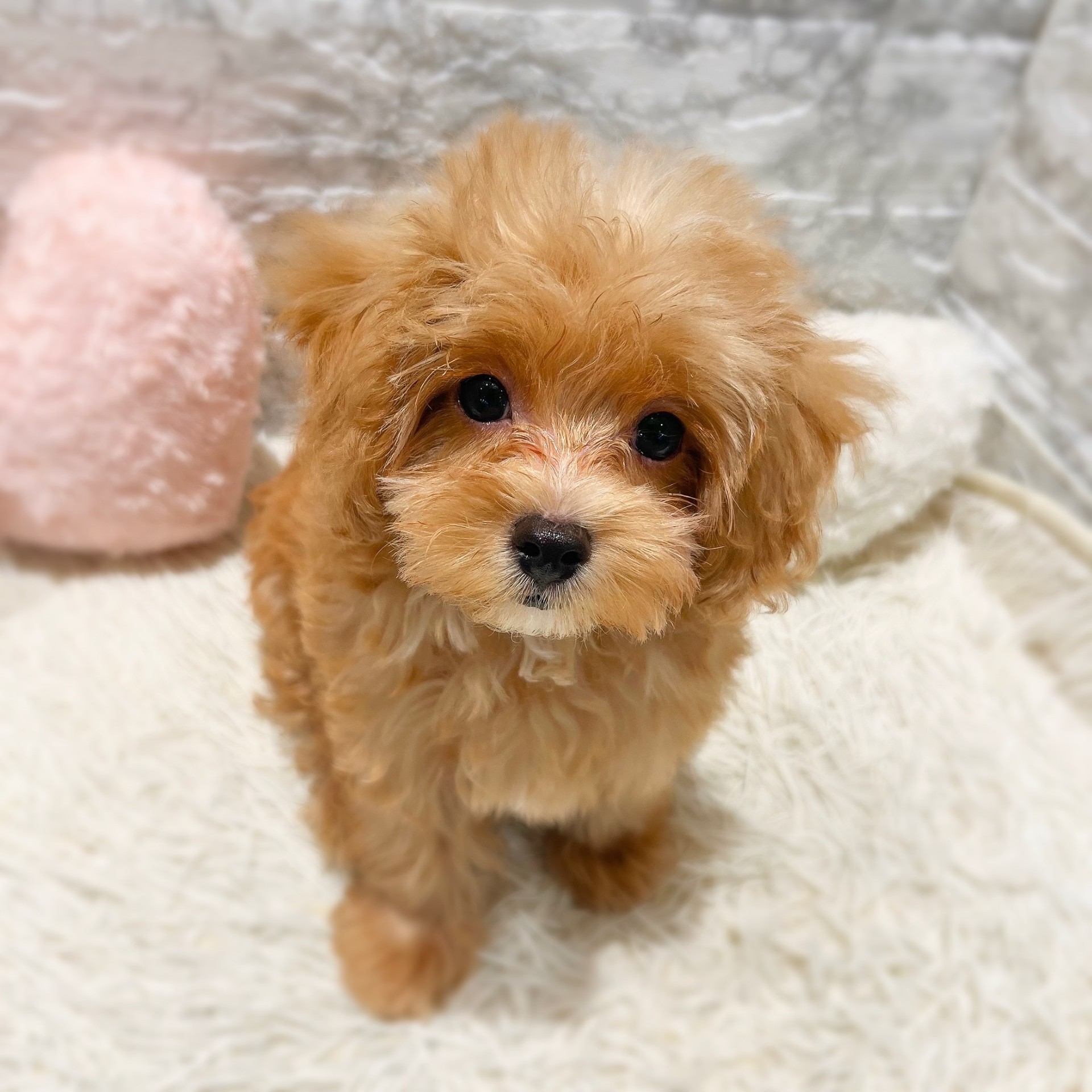 愛知県のマルプー(マルチーズ×プードル) (犬の家＆猫の里MiO香久山店/2026年7月1日生まれ/男の子/アプリコットホワイト)の子犬の1枚目の画像