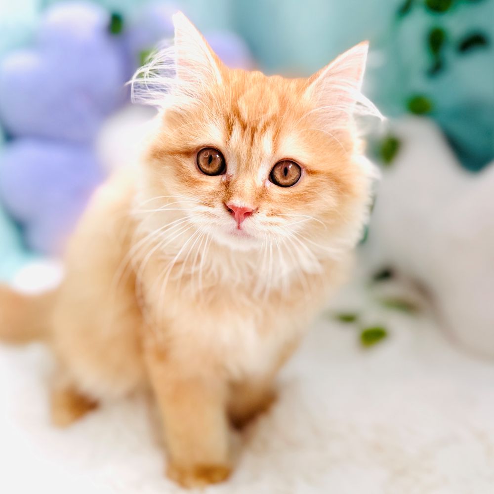 愛知県のミヌエット (犬の家＆猫の里愛知刈谷店/2026年7月1日生まれ/男の子/レッドタビー)の子猫の1枚目の画像