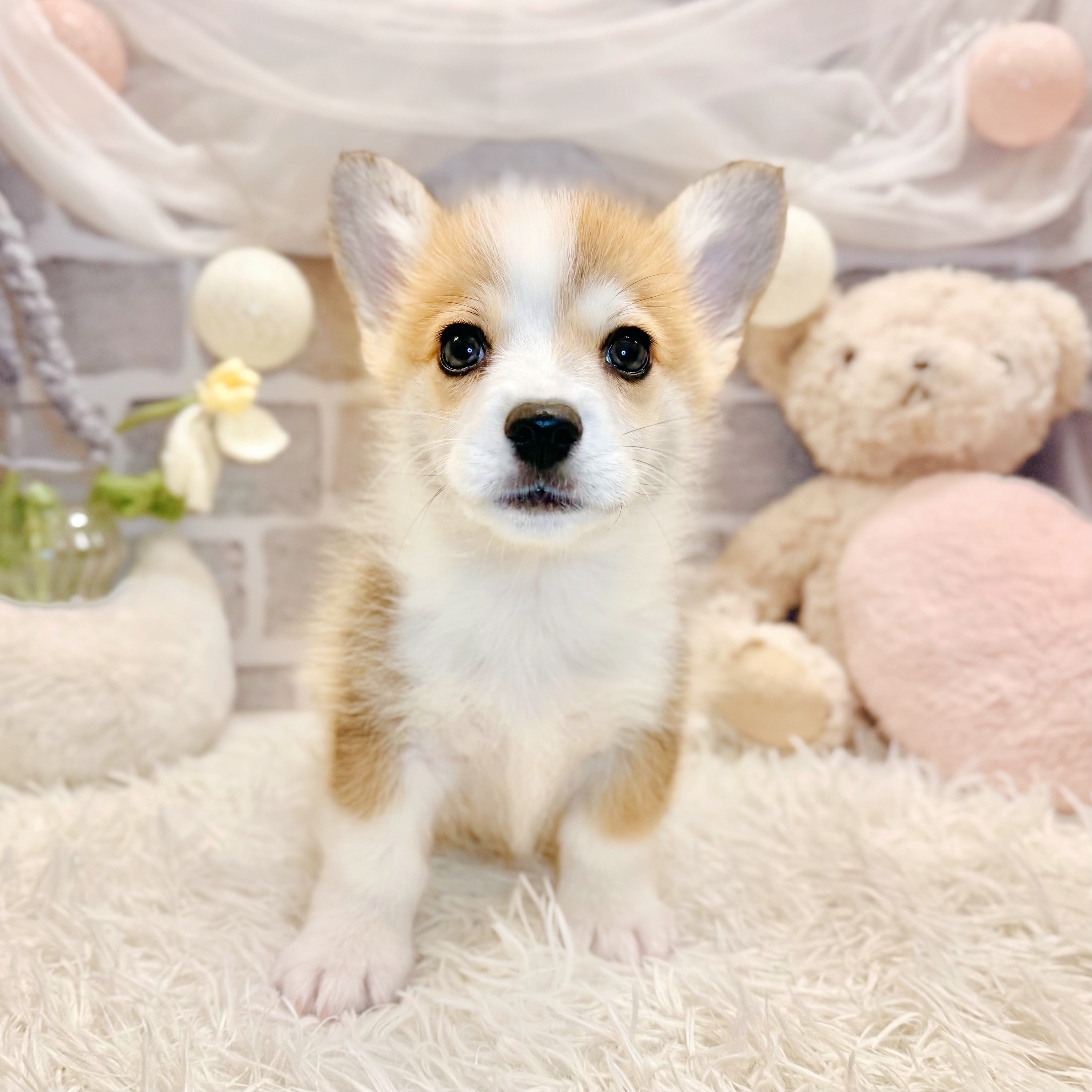 生体画像9