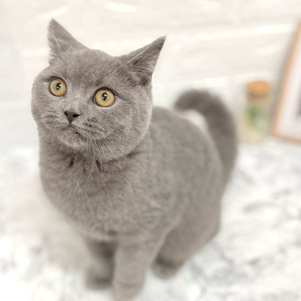 愛知県のブリティッシュショートヘアー (犬の家＆猫の里豊田店/2026年7月1日生まれ/男の子/ブルー)の子猫の1枚目の画像