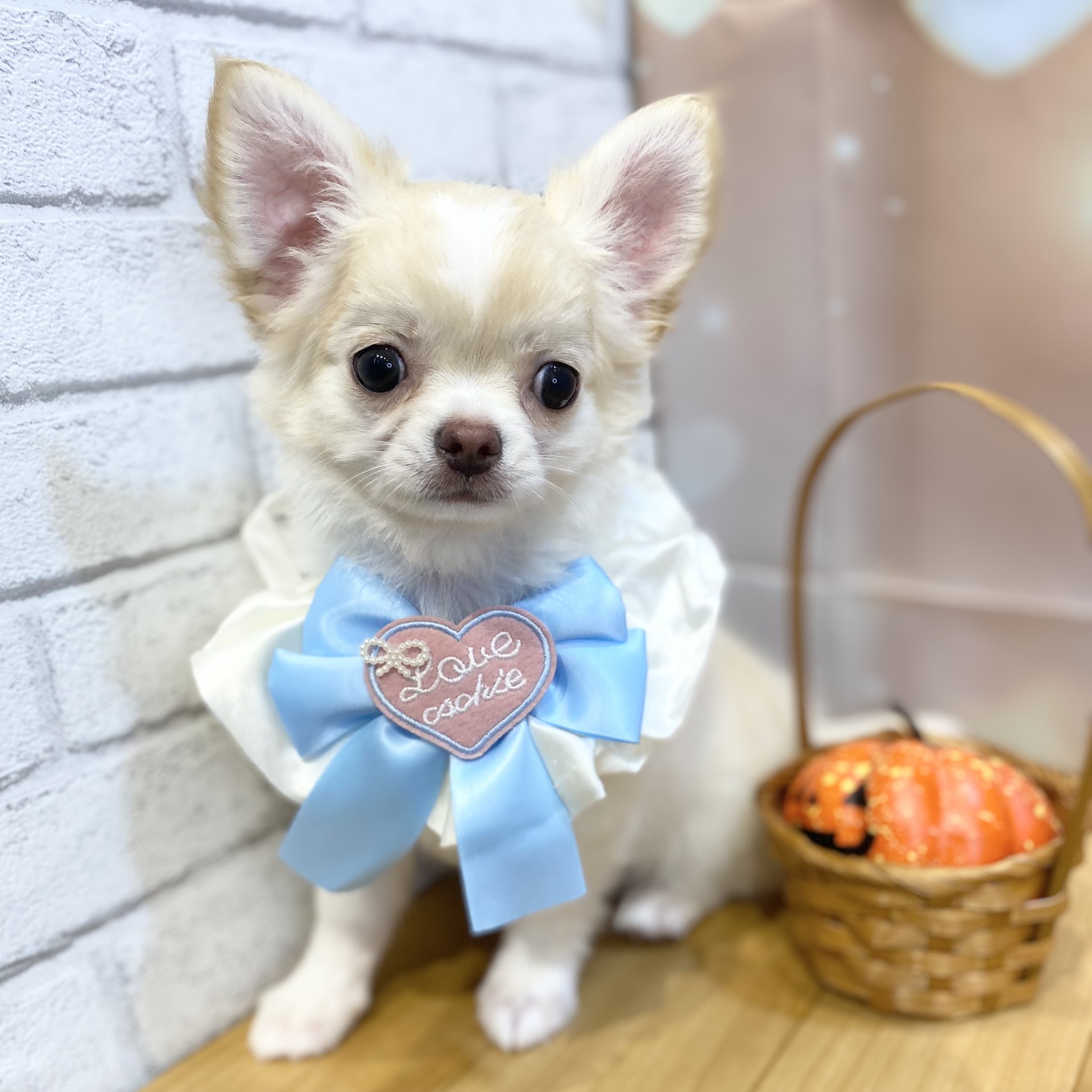 長野県のチワワ(ロング) (犬の家＆猫の里カインズ梓川店/2026年7月6日生まれ/男の子/クリームホワイト)の子犬の1枚目の画像