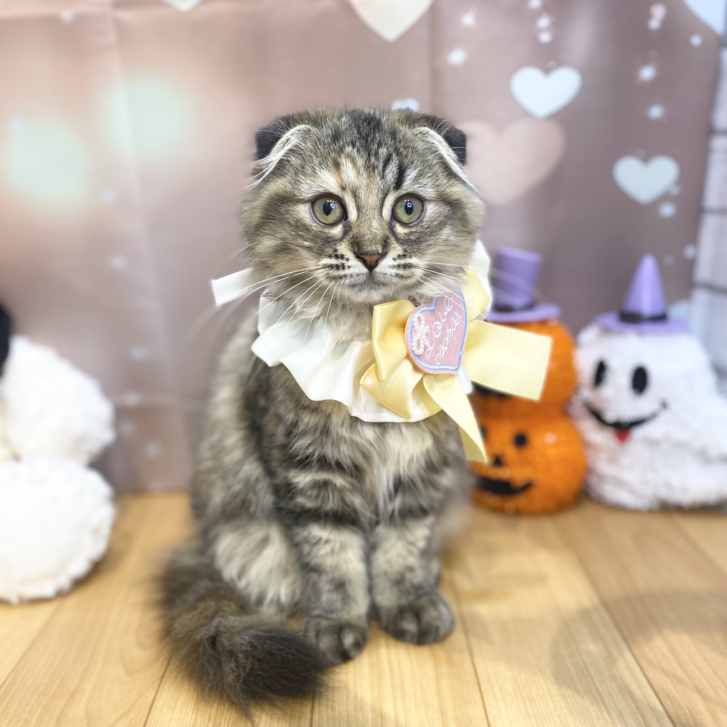 スコティッシュフォールド女の子の写真