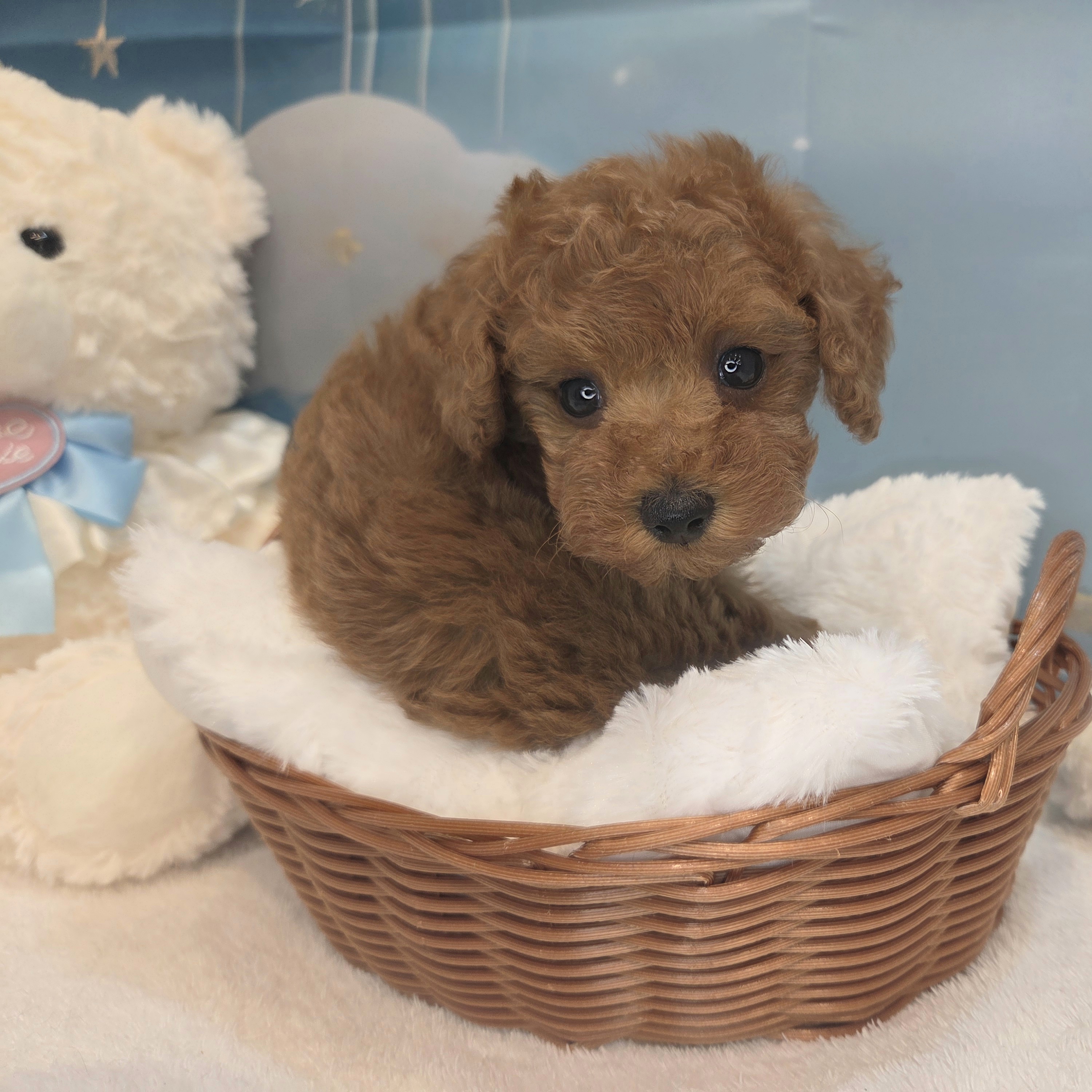 長野県のトイプードル(タイニー) (犬の家＆猫の里カインズ梓川店/2026年7月18日生まれ/男の子/レッド)の子犬の1枚目の画像