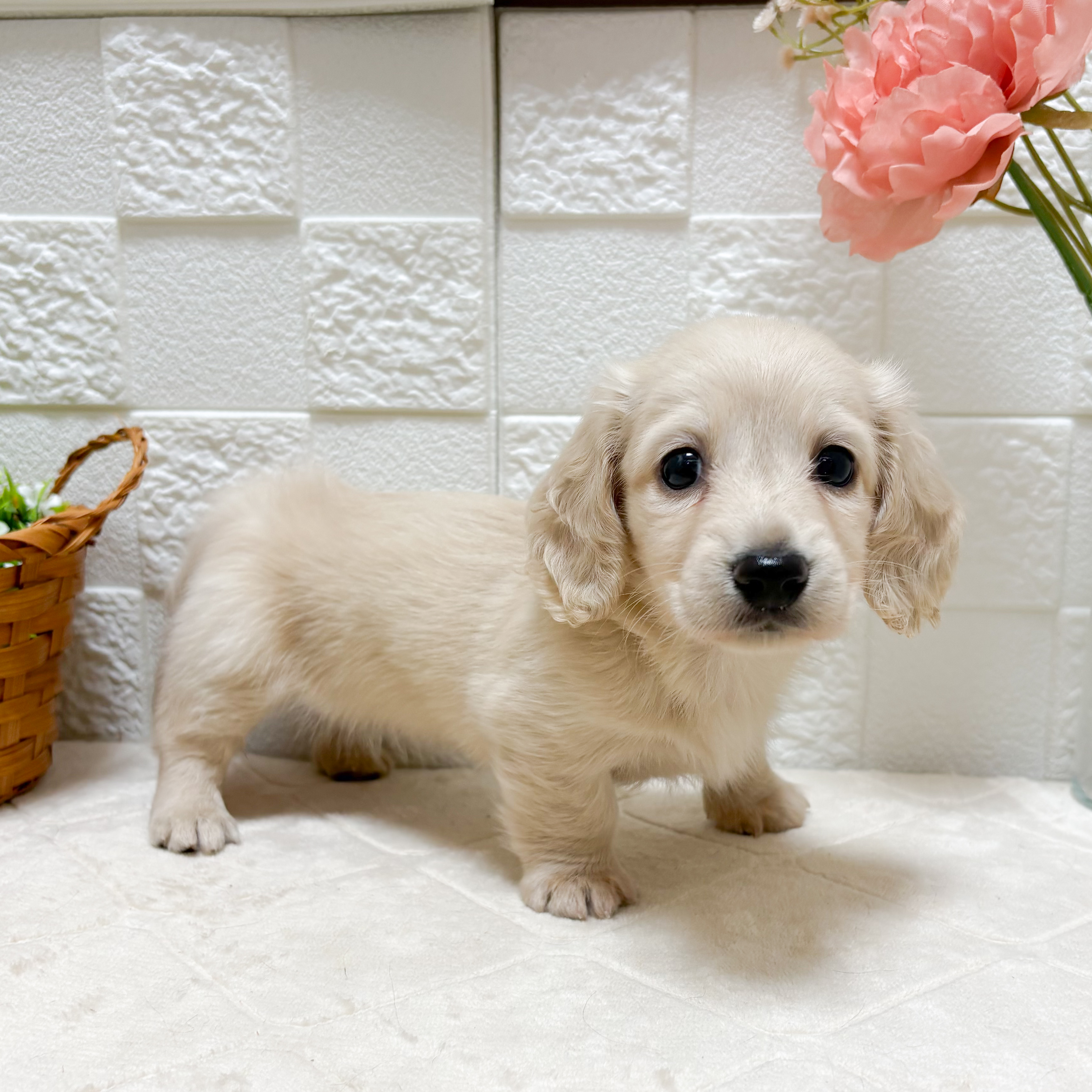 東京都のミニチュアダックスフンド(ロング) (犬の家＆猫の里ペットフォレスト小平店/2026年7月21日生まれ/女の子/イエロー)の子犬の1枚目の画像