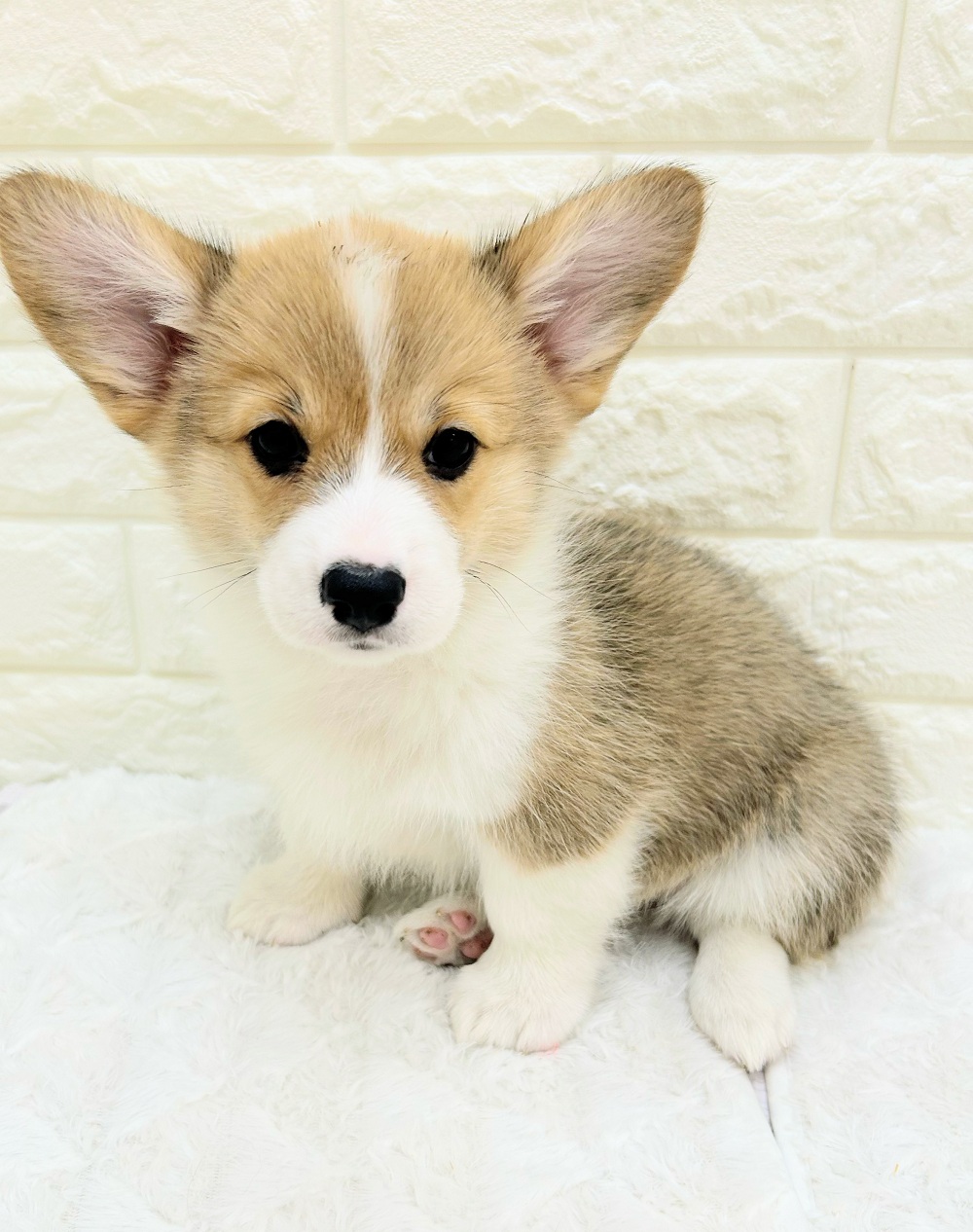 愛知県のウェルシュコーギーペンブローク (犬の家＆猫の里アミーゴ神の倉店/2026年7月22日生まれ/女の子/セーブルホワイト)の子犬の1枚目の画像