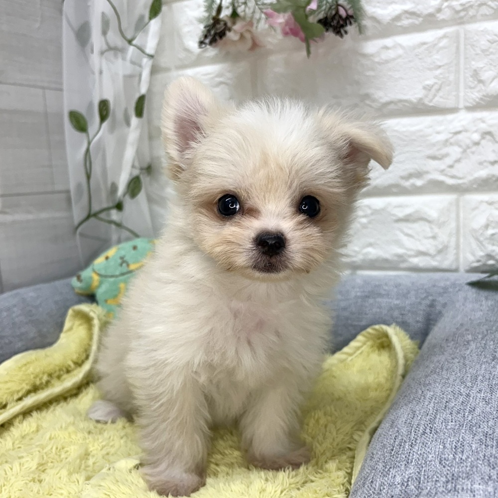 長野県のチワマル/マルチワ(チワワ×マルチーズ) (犬の家＆猫の里塩尻店/2026年7月24日生まれ/男の子/クリームホワイト)の子犬の1枚目の画像