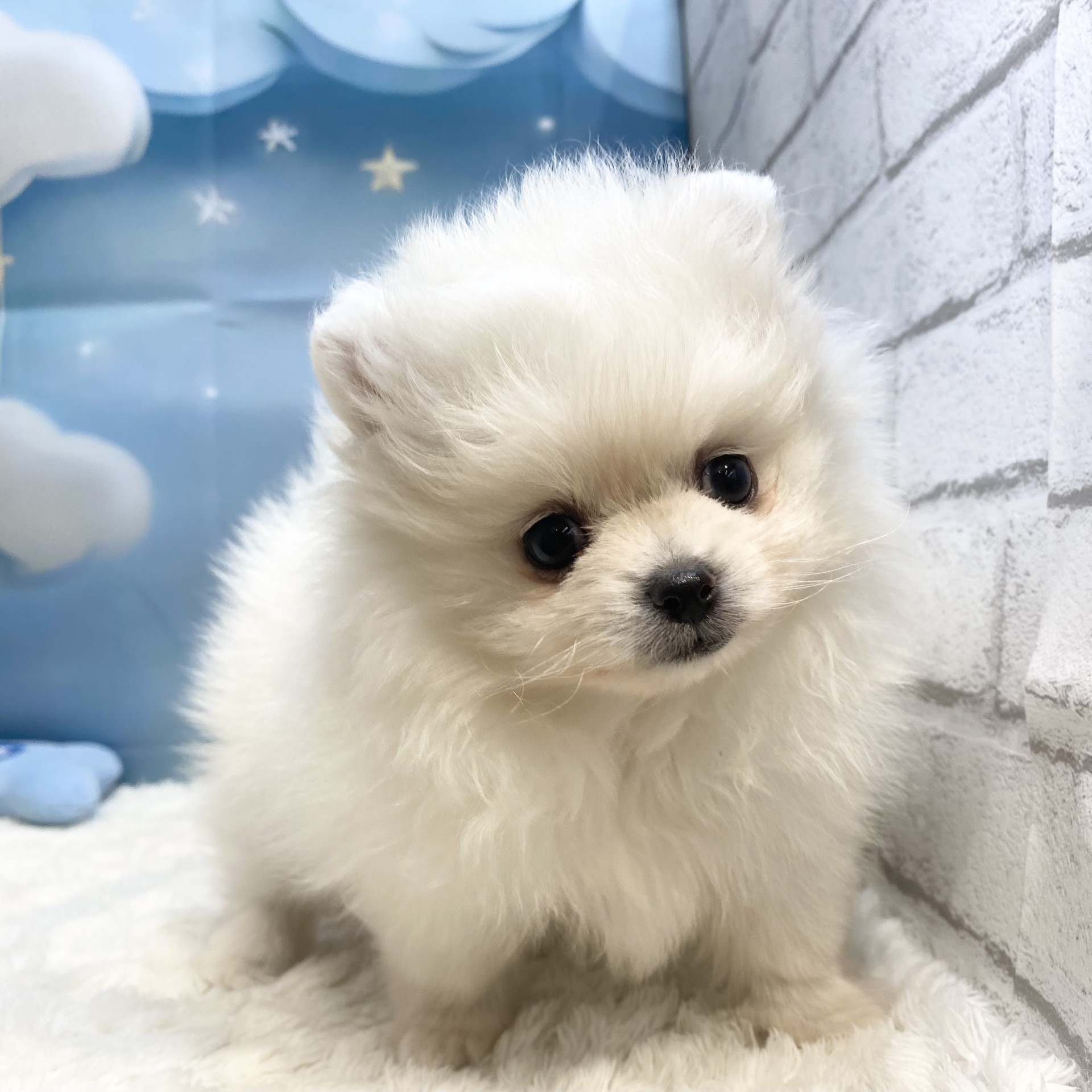 長野県のポメラニアン (犬の家＆猫の里カインズ梓川店/2026年7月27日生まれ/女の子/ホワイト)の子犬の1枚目の画像