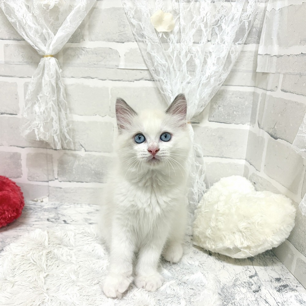 京都府のラグドール (犬の家＆猫の里京都精華店/2026年7月24日生まれ/男の子/ブルーポイントバイカラー)の子猫の1枚目の画像