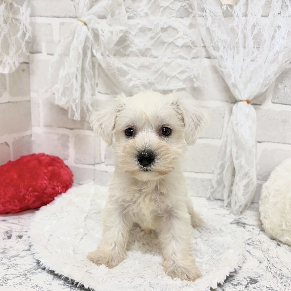 京都府のハーフ犬・ミックス犬 (犬の家＆猫の里京都精華店/2026年7月29日生まれ/男の子/ホワイト)の子犬の1枚目の画像