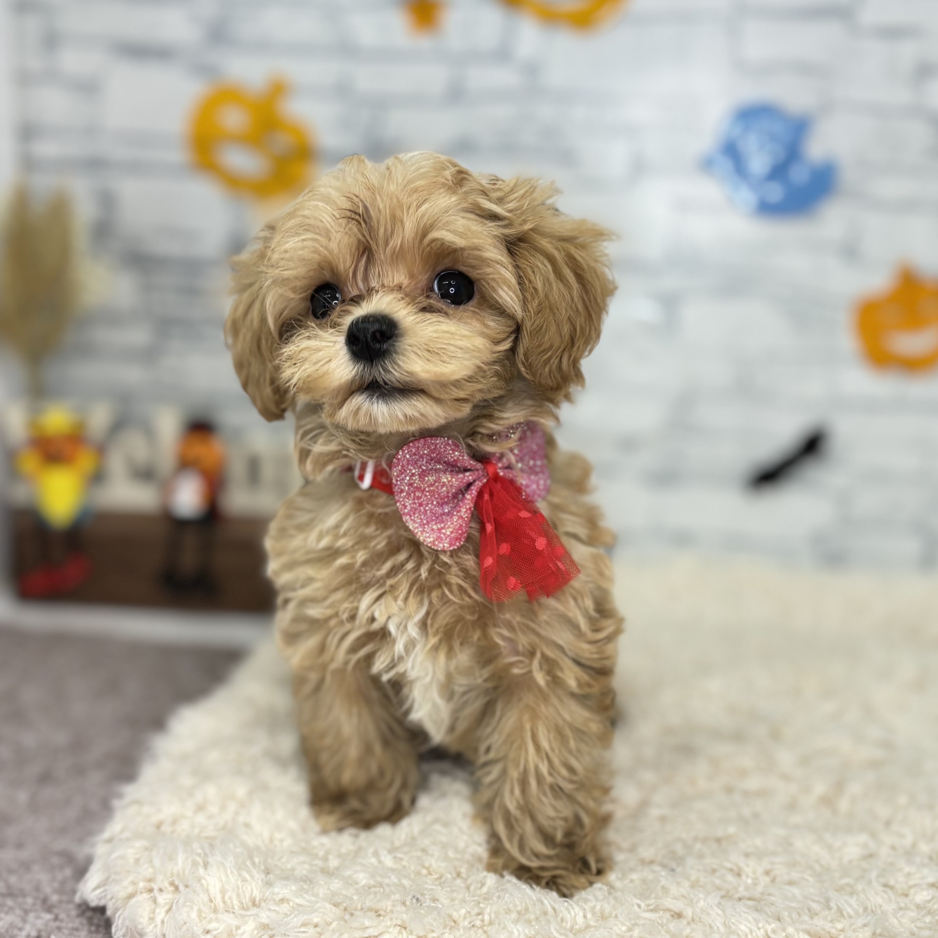 生体画像９