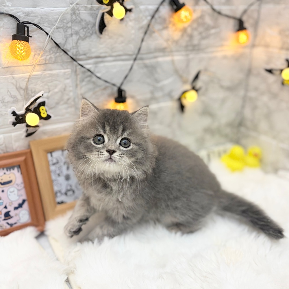 静岡県のスコティッシュストレート (犬の家＆猫の里MEGAドン・キホーテ袋井店/2026年8月3日生まれ/男の子/ブルータビー)の子猫の1枚目の画像