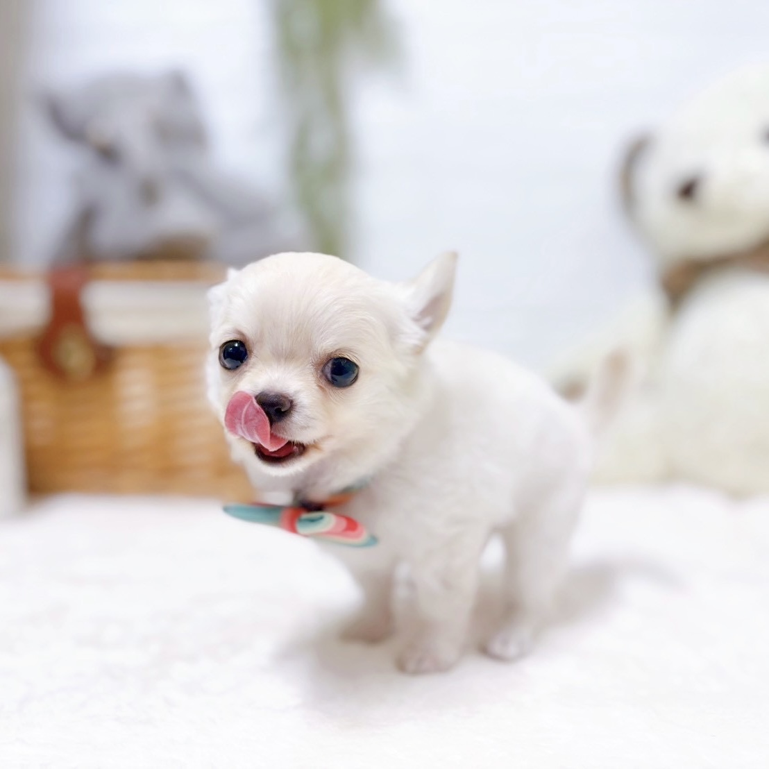 生体画像９