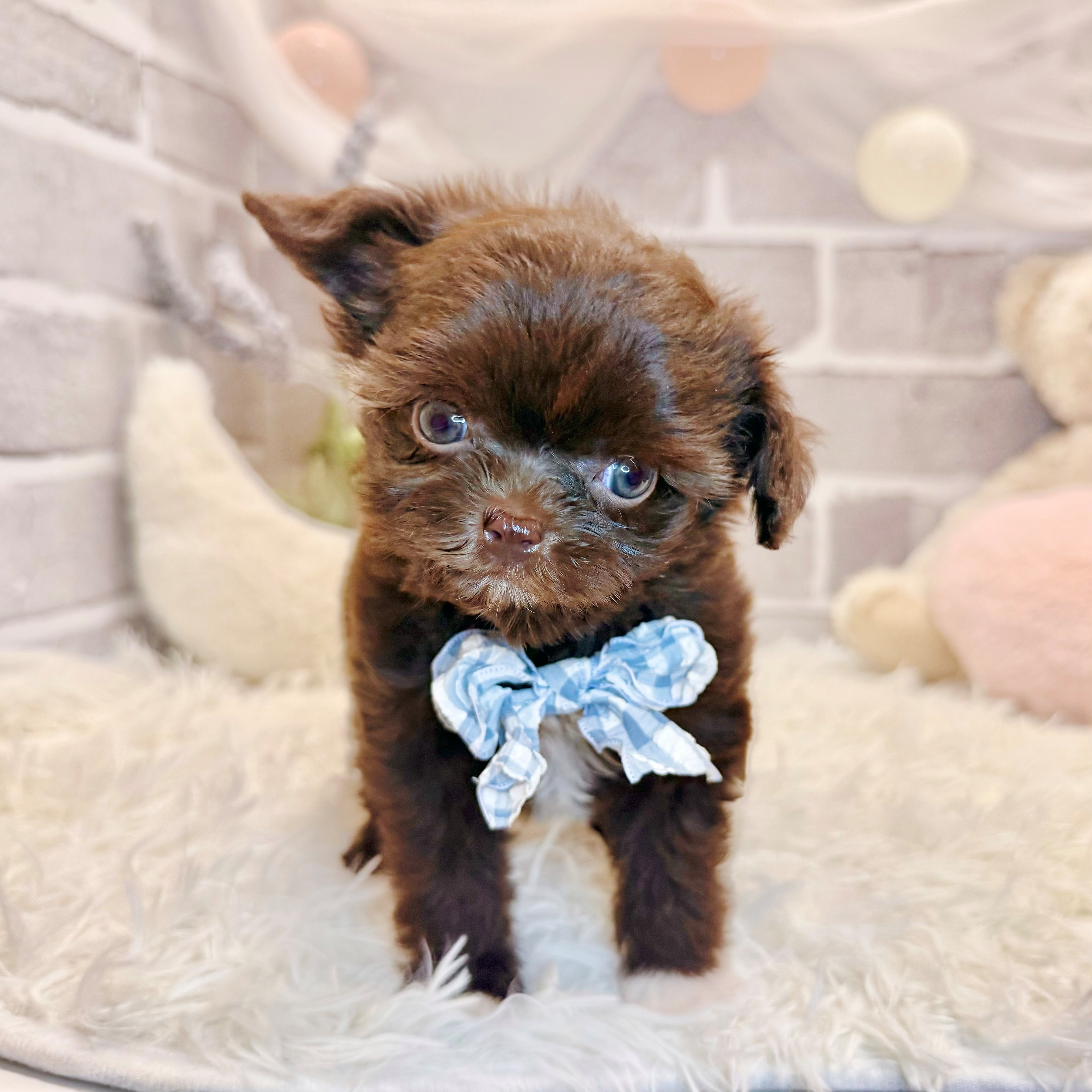 生体画像９