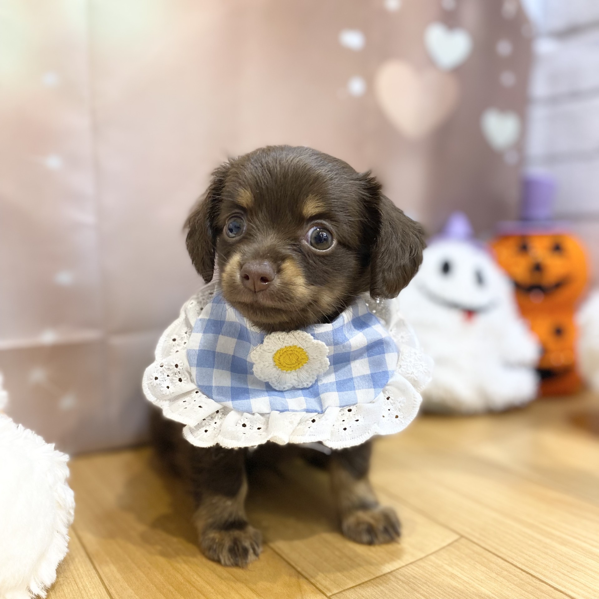長野県のチワックス(チワワ×ダックス) (犬の家＆猫の里カインズ梓川店/2026年8月10日生まれ/男の子/チョコレートタン)の子犬の1枚目の画像