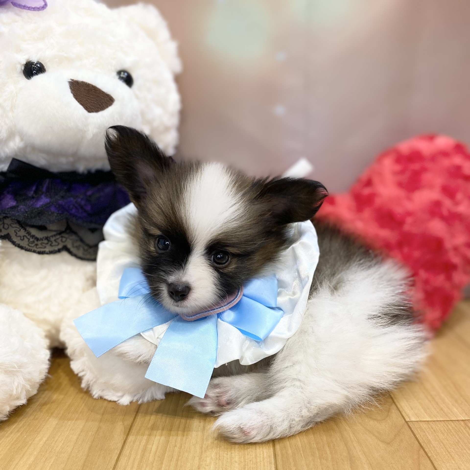 長野県のパピヨン (犬の家＆猫の里カインズ梓川店/2026年8月11日生まれ/男の子/ホワイトブラウン)の子犬の1枚目の画像