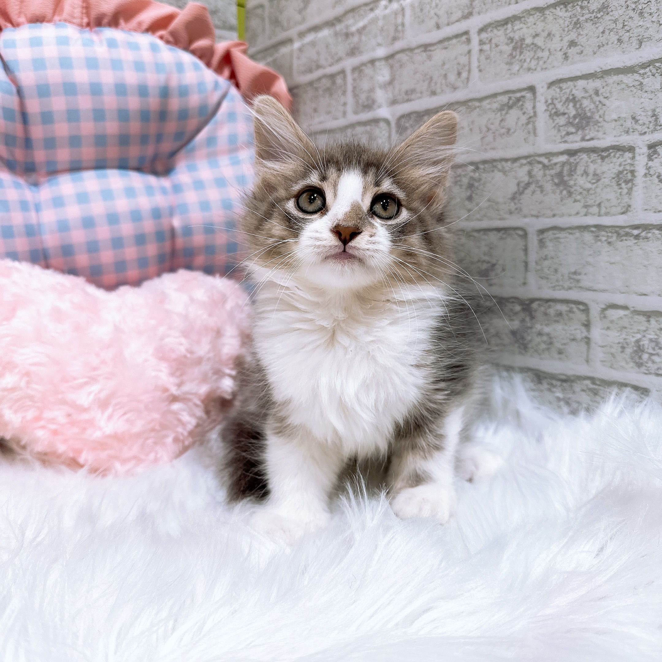 神奈川県のノルウェージャンフォレストキャット (犬の家＆猫の里元住吉ブレーメン通り店/2026年8月8日生まれ/女の子/ブルータビーホワイト)の子猫の1枚目の画像