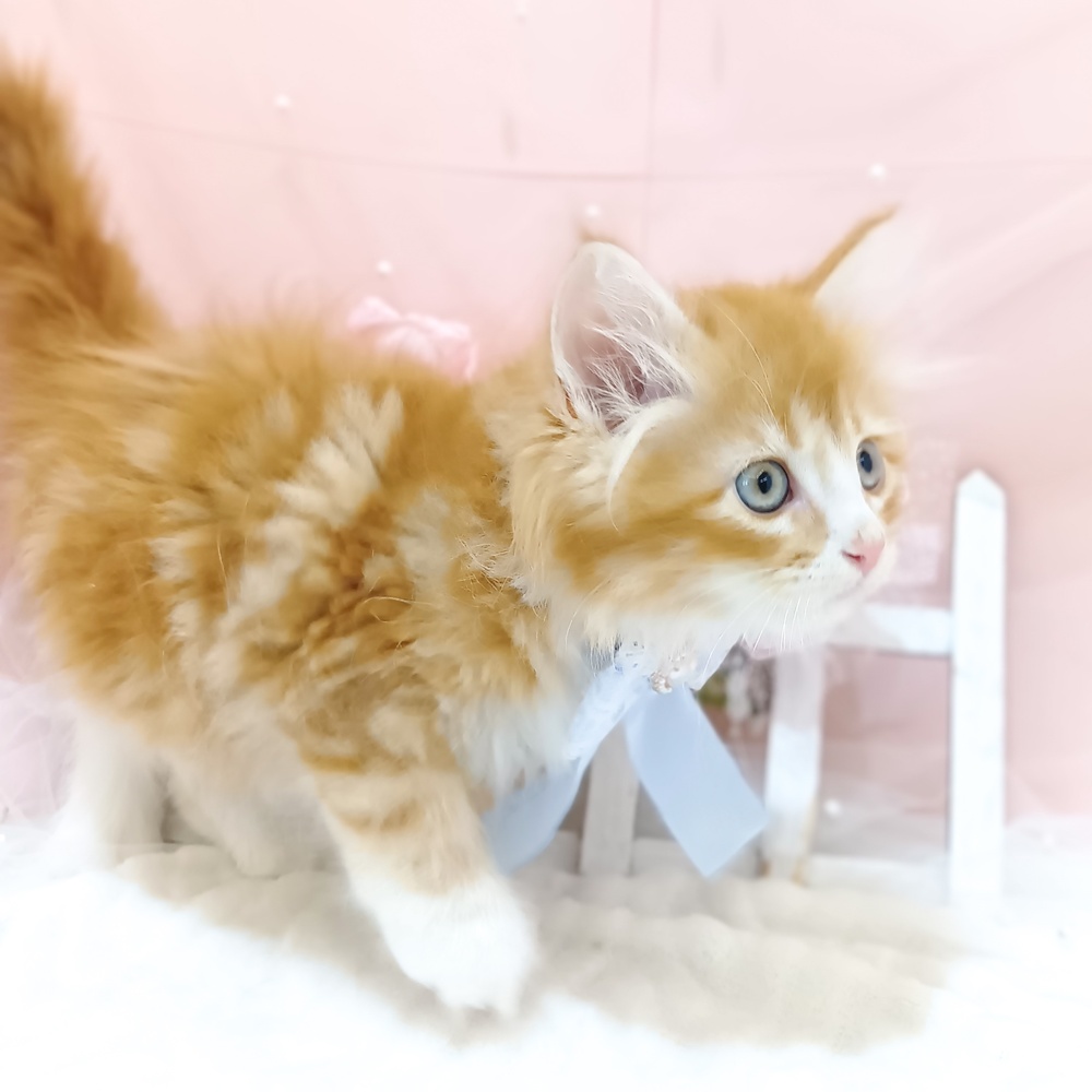 生体画像9