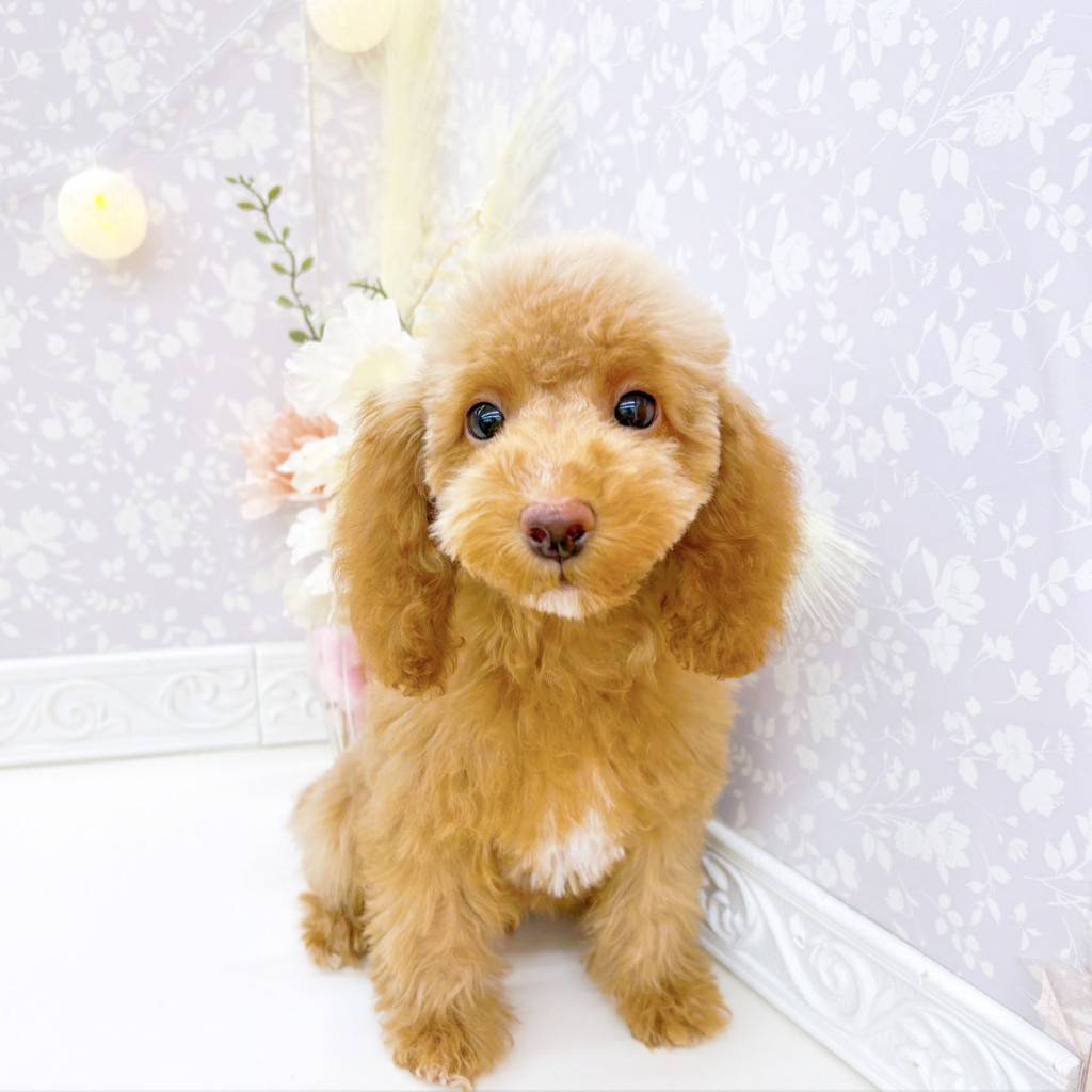 富山県のトイプードル(トイ) (犬の家＆猫の里富山店/2026年3月10日生まれ/女の子/レッド)の子犬の1枚目の画像