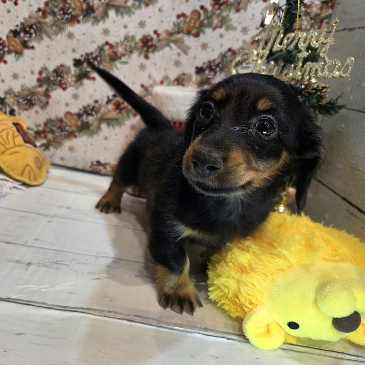 長野県のミニチュアダックスフンド(ロング) (犬の家＆猫の里カインズ梓川店/2025年9月23日生まれ/男の子/ブラックタン)の子犬の1枚目の画像